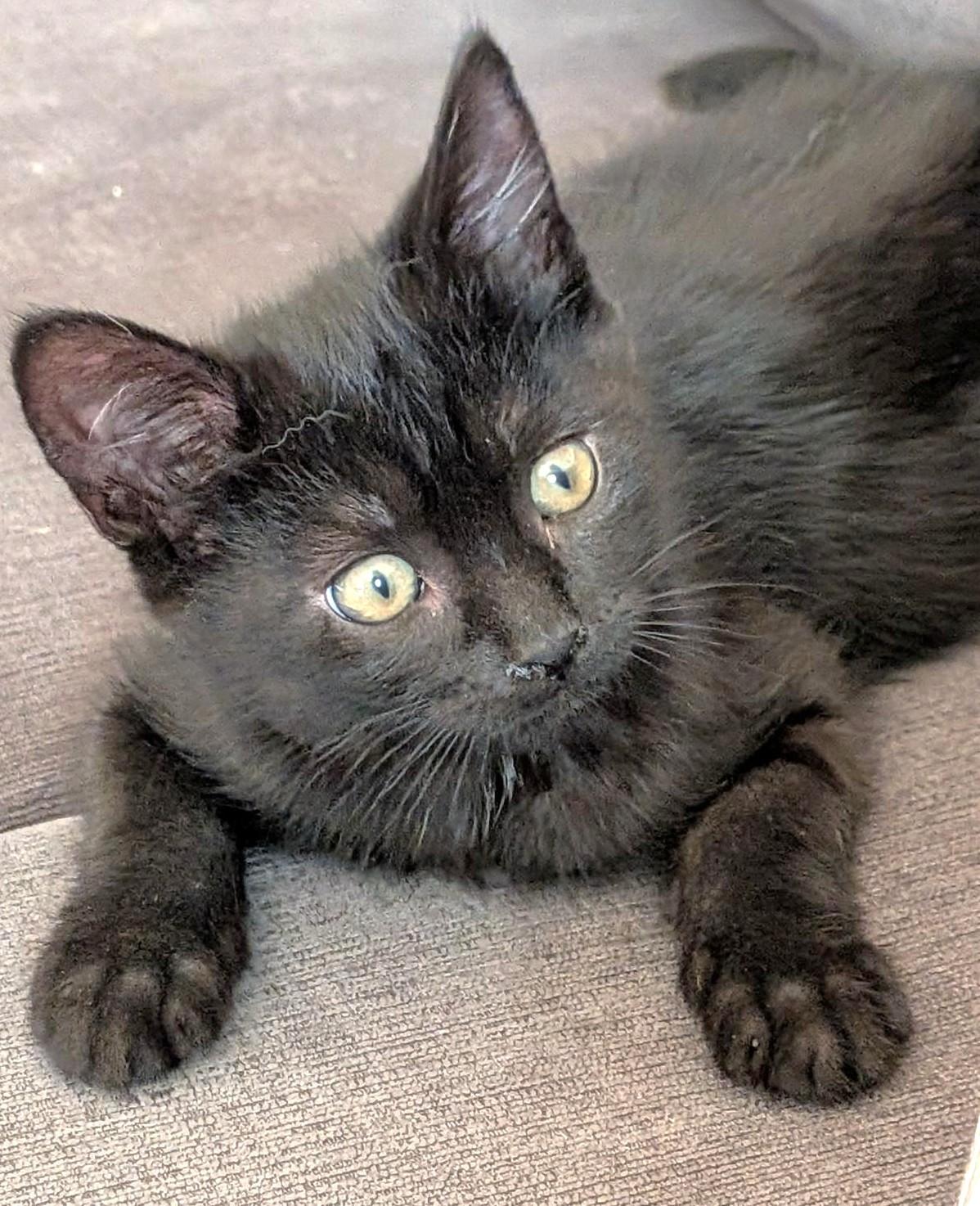 Enlarge Gina, a Adoptable Domestic Short Hair in Stoney Creek, ON image 2/3