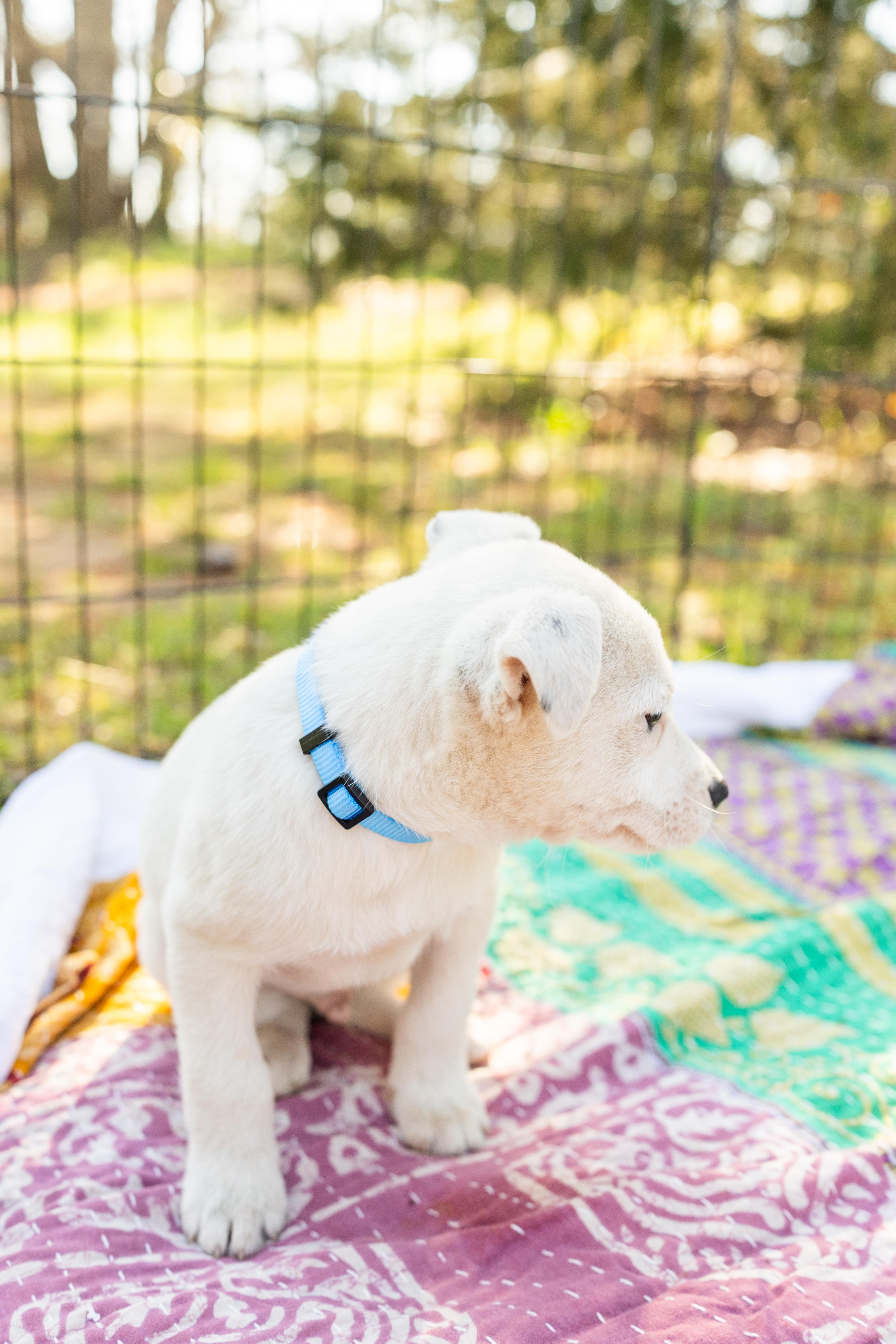 Enlarge EDDIE, an adopted Mixed Breed in Newborn, GA image 5/6