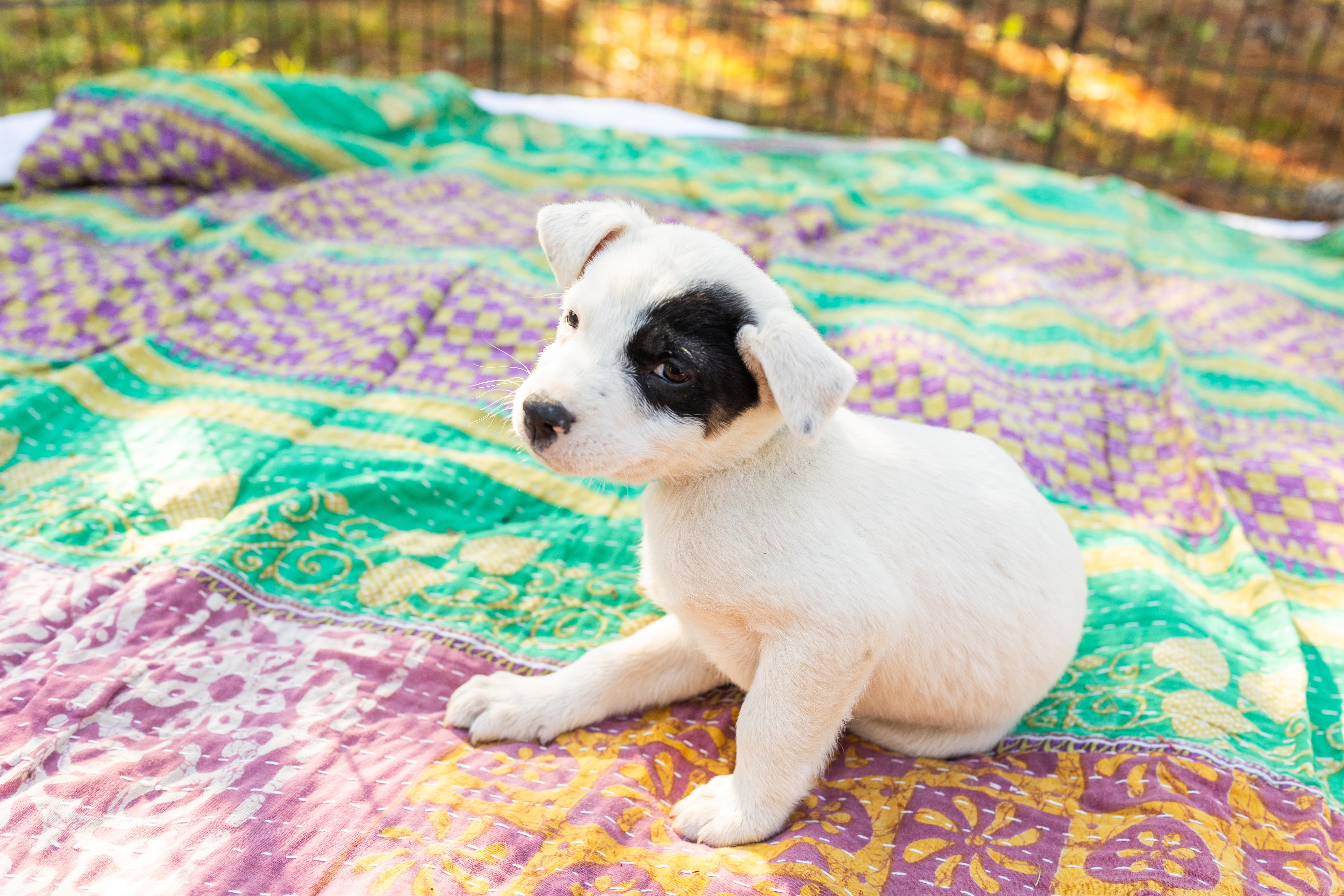 Enlarge EDDIE, an adopted Mixed Breed in Newborn, GA image 6/6