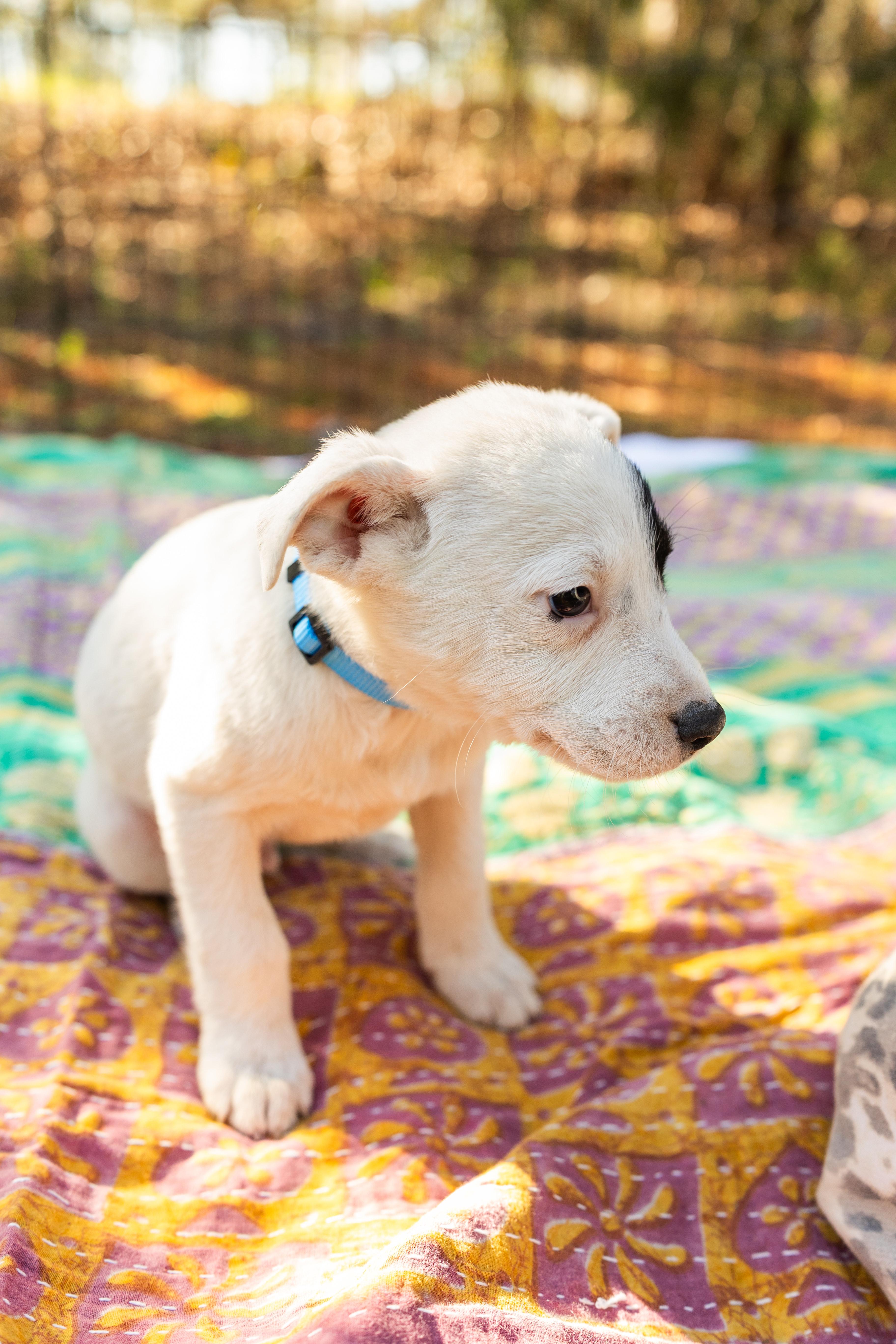 Enlarge EDDIE, an adopted Mixed Breed in Newborn, GA image 2/6