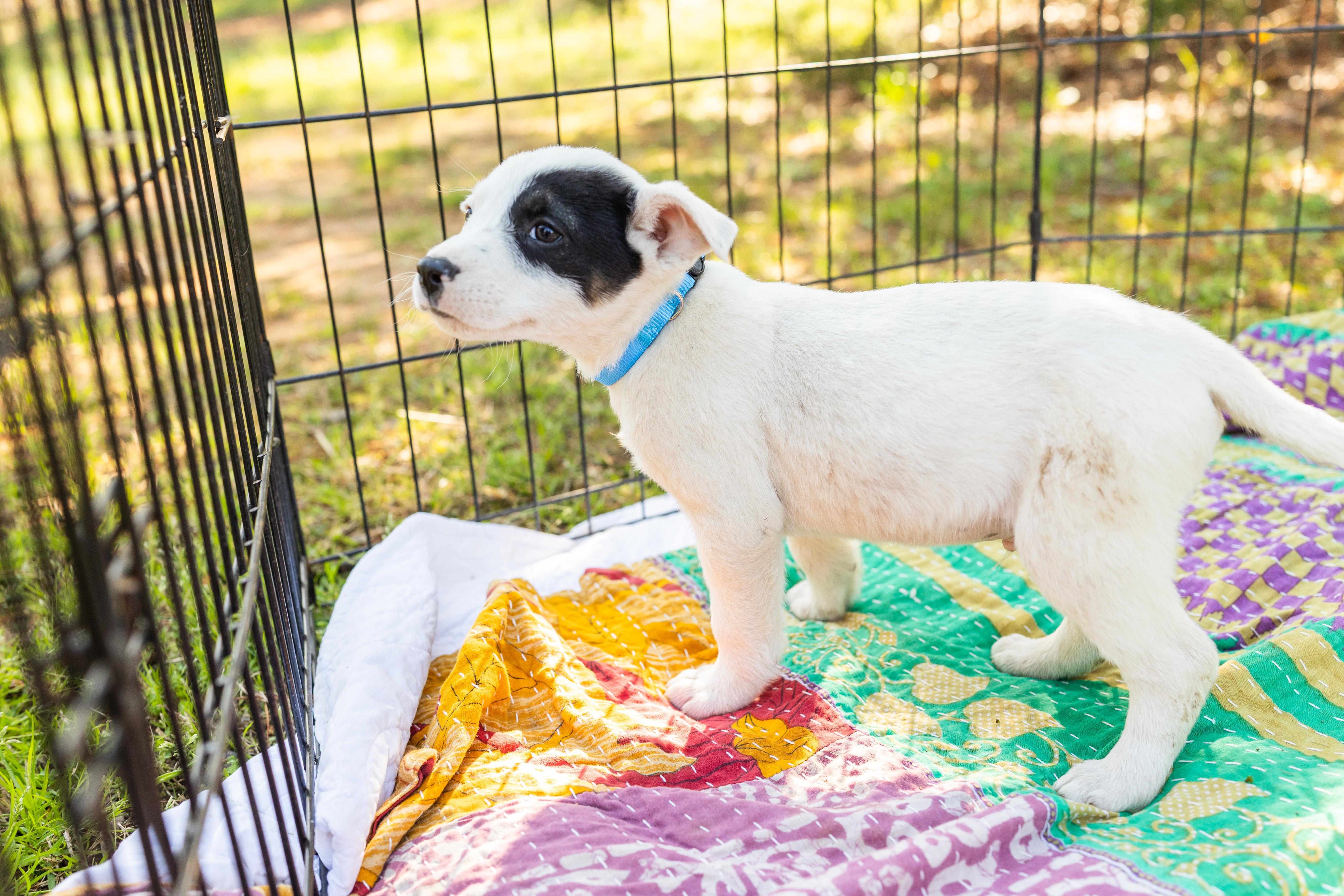 Enlarge EDDIE, an adopted Mixed Breed in Newborn, GA image 4/6