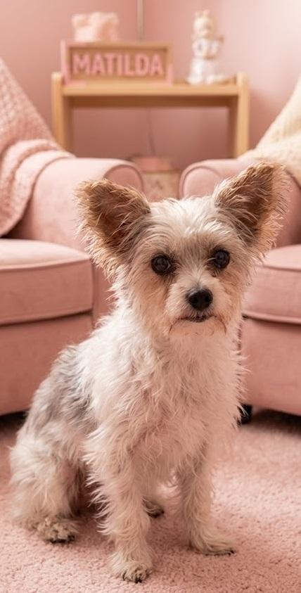 MATILDA, adopted, Puppy Female Chinese Crested Dog.
