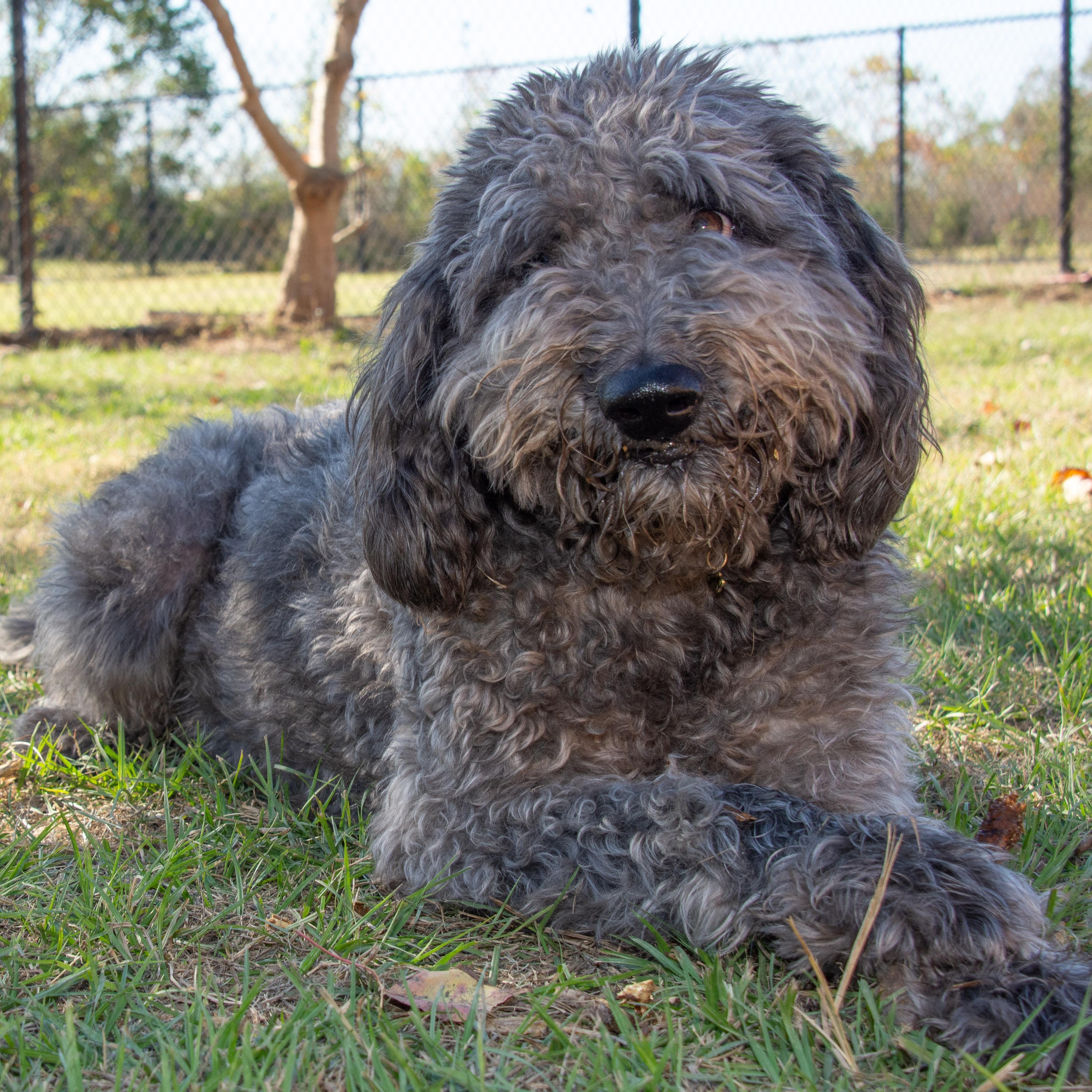 Hugo, an adoptable Labradoodle in Richmond, TX, 77406 | Photo Image 1