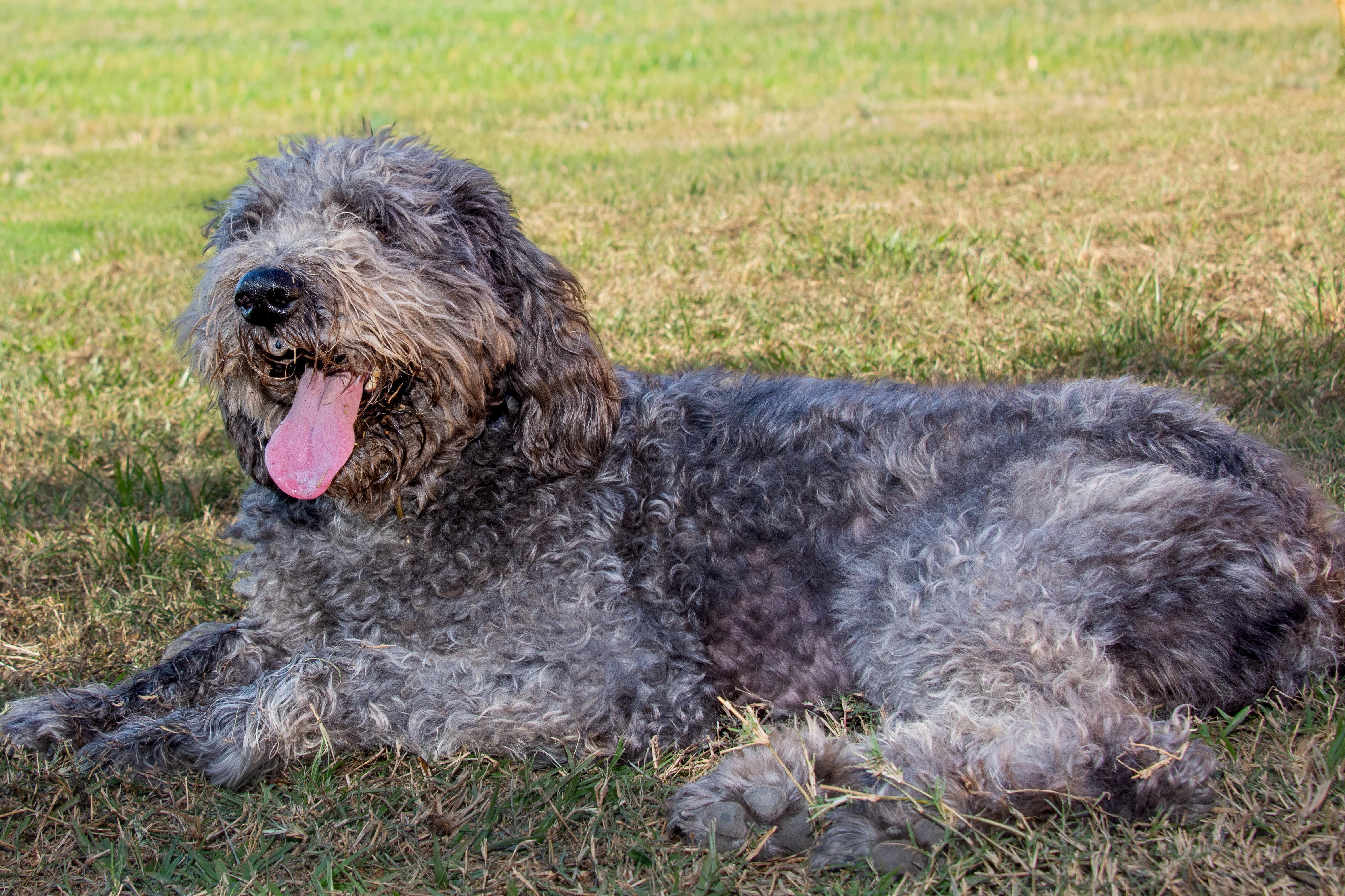 Hugo, an adoptable Labradoodle in Richmond, TX, 77406 | Photo Image 3