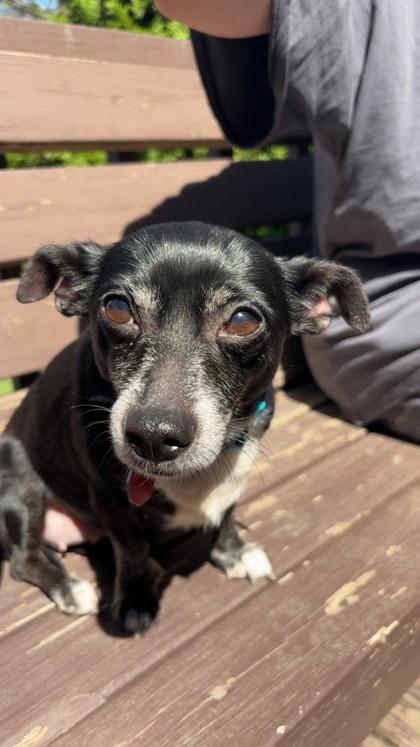 Enlarge Miss Ma`am, a Adoptable mixed breed in Chicago, IL image 2/3