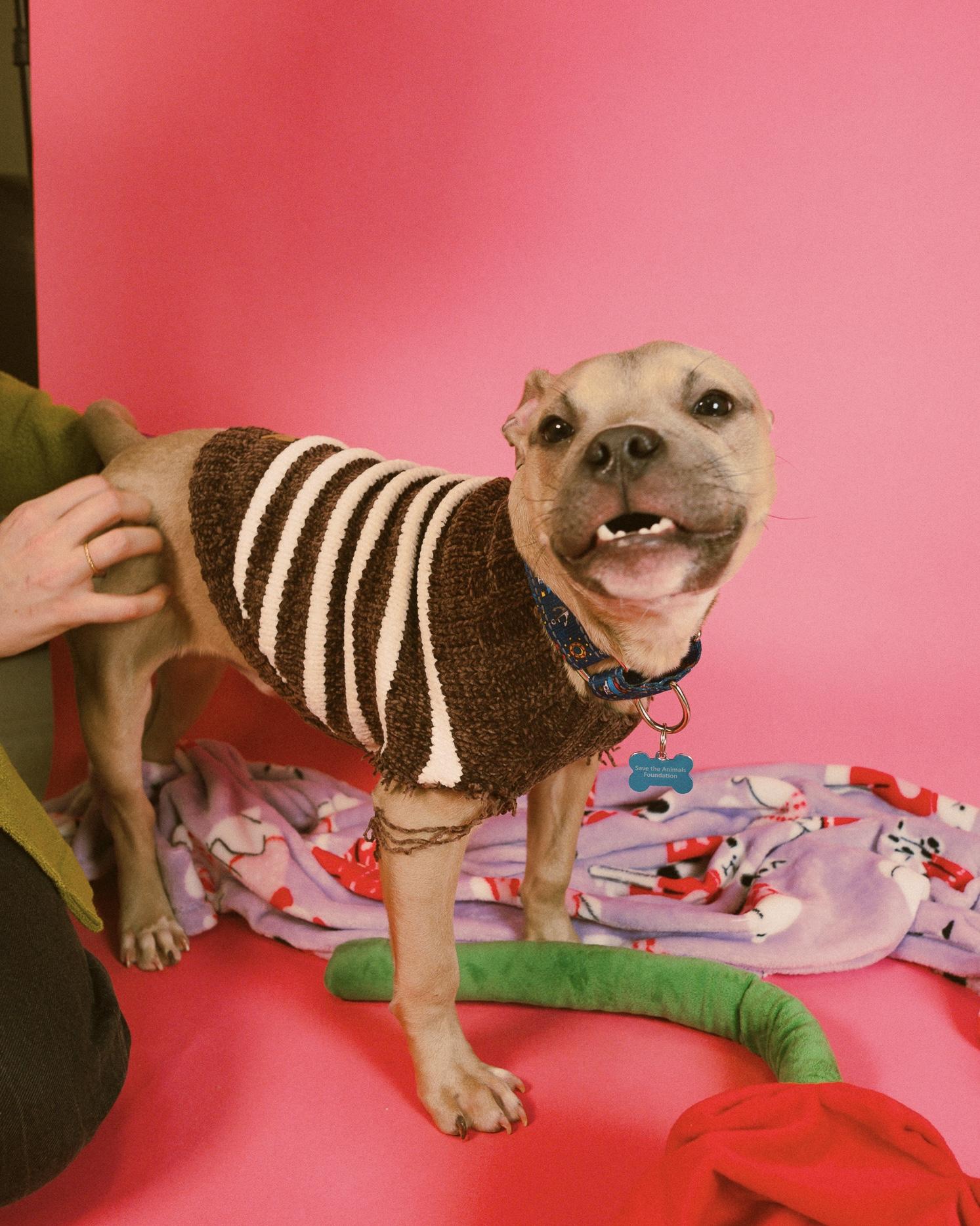 Enlarge Pittie Pablo , an adopted mixed breed in Cincinnati, OH image 3/6