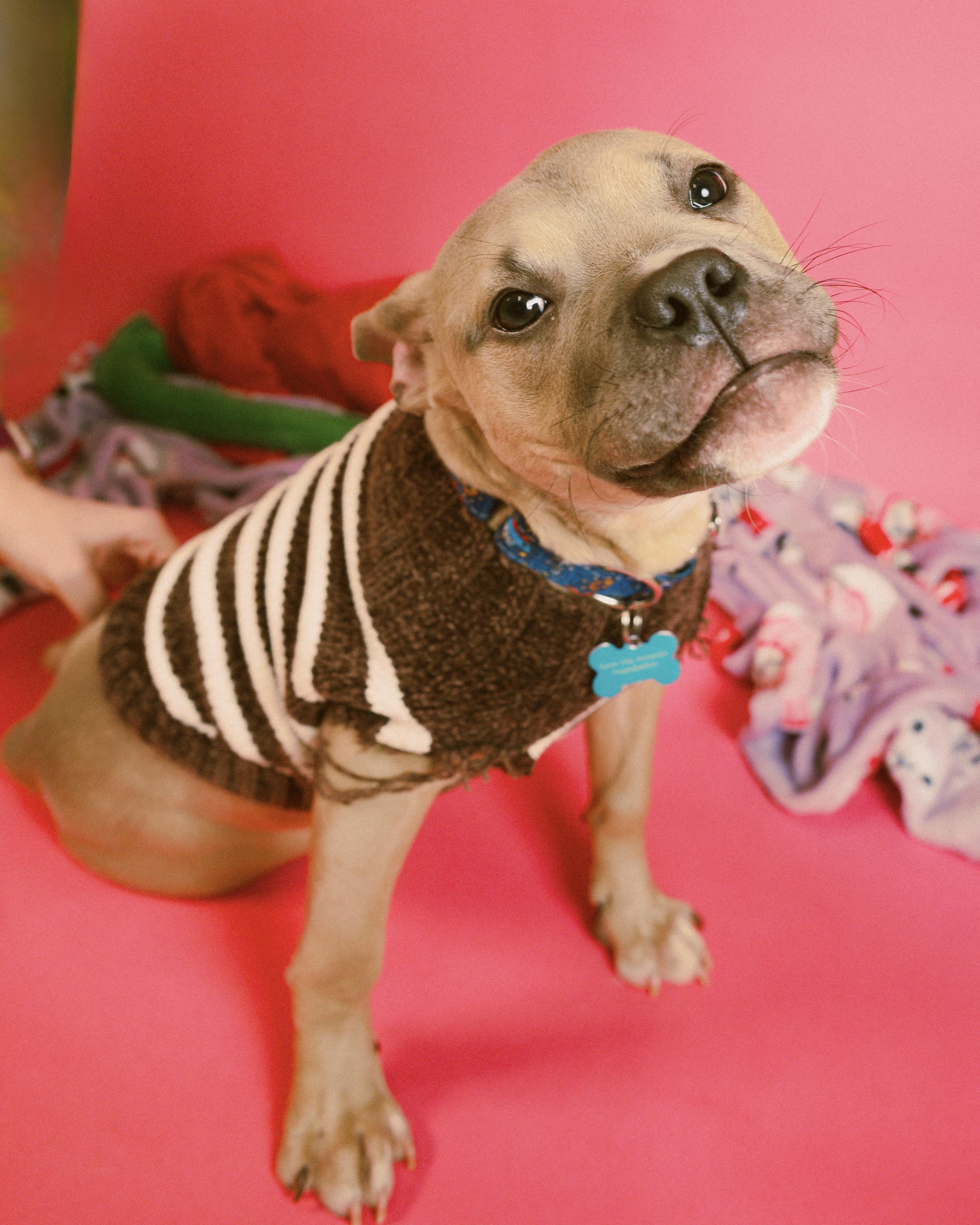 Enlarge Pittie Pablo , an adopted mixed breed in Cincinnati, OH image 6/6