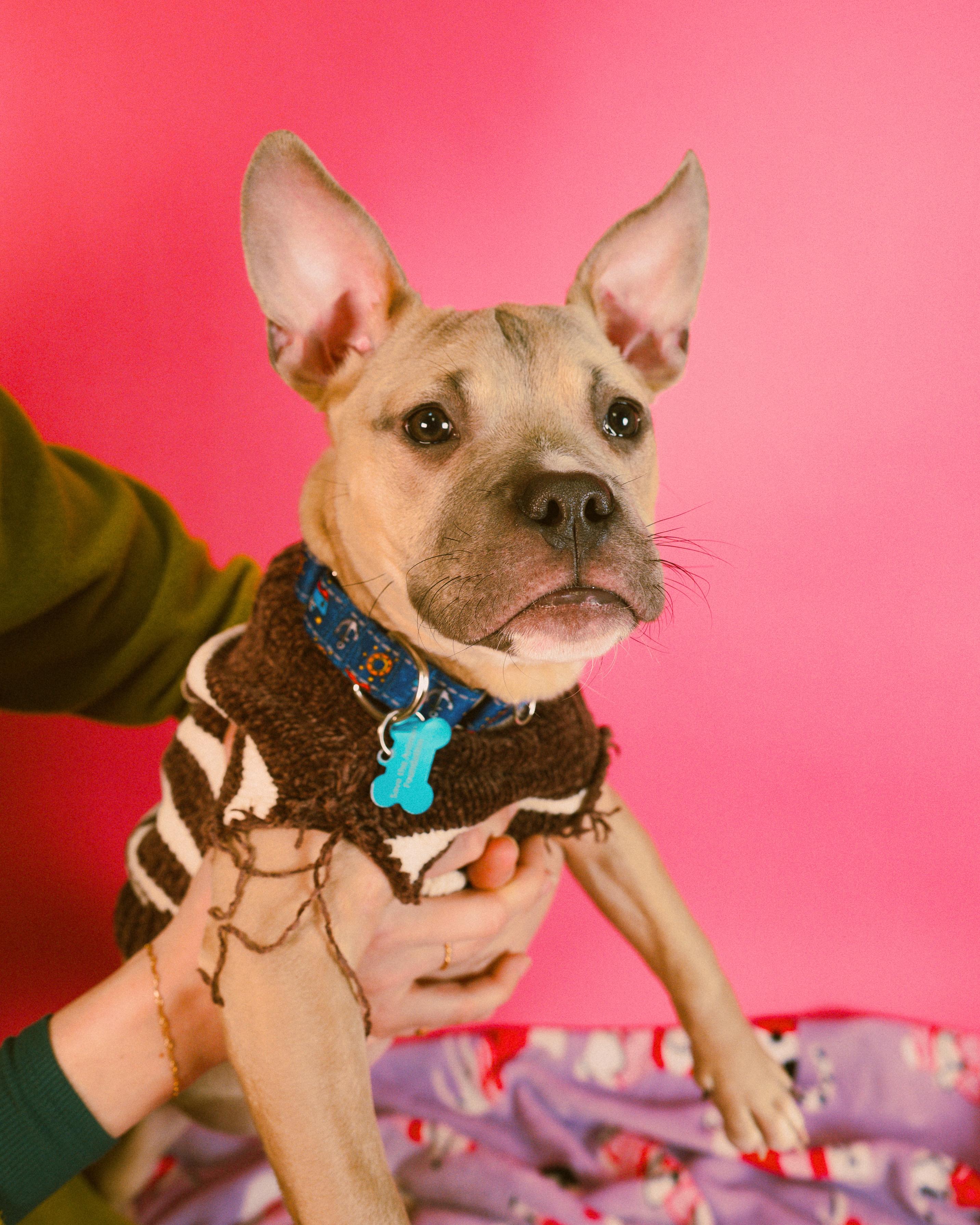 Enlarge Pittie Pablo , an adopted mixed breed in Cincinnati, OH image 5/6