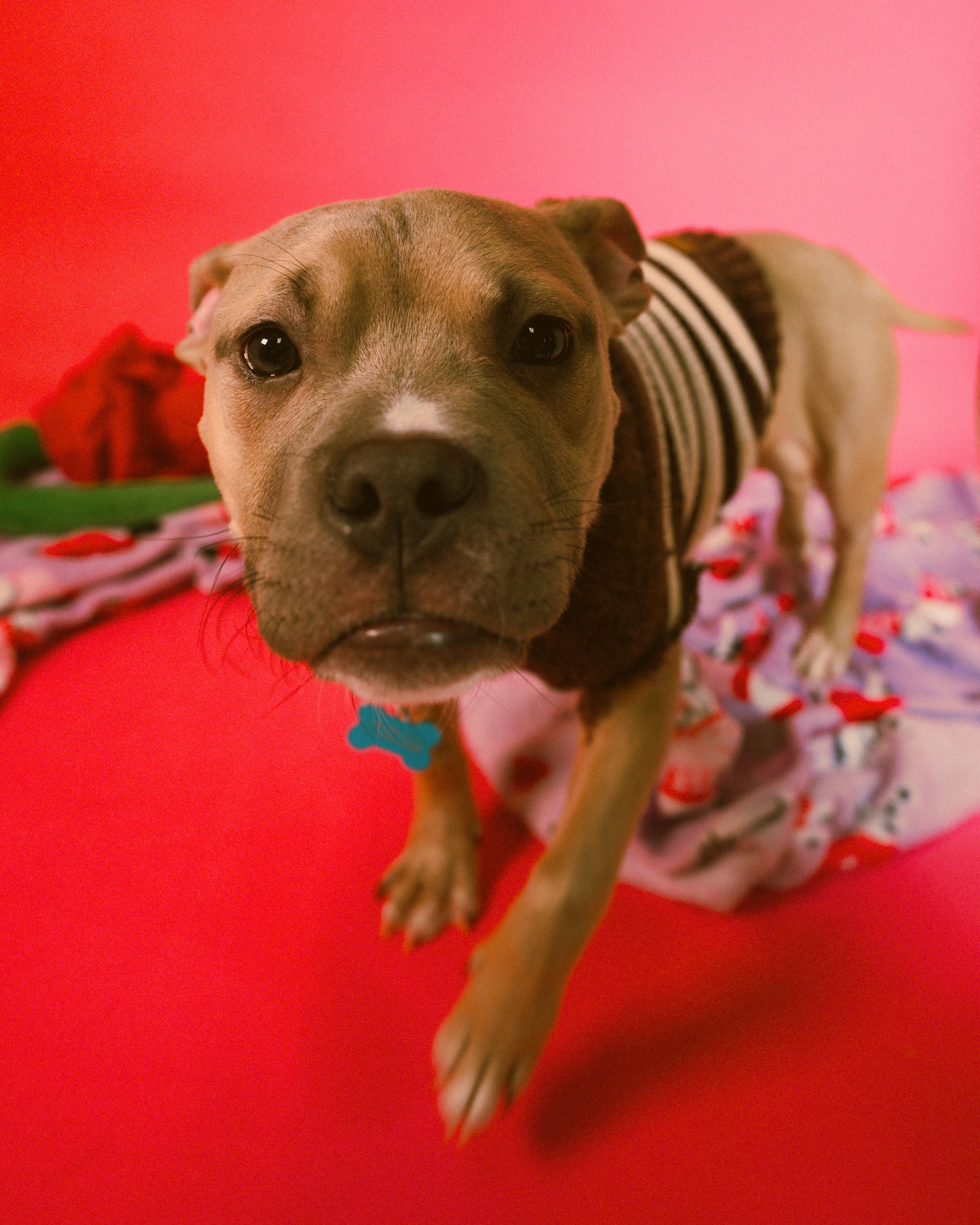 Enlarge Pittie Pablo , an adopted mixed breed in Cincinnati, OH image 4/6