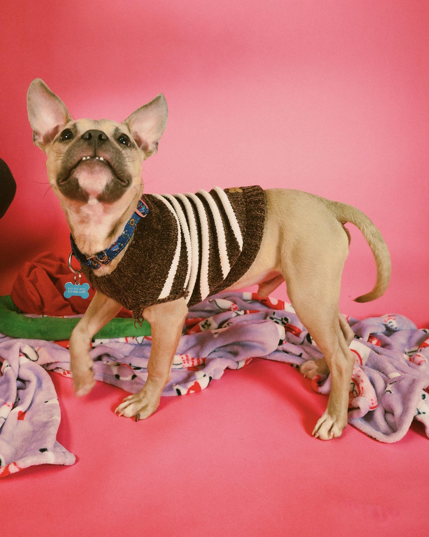 Enlarge Pittie Pablo , an adopted mixed breed in Cincinnati, OH image 1/6