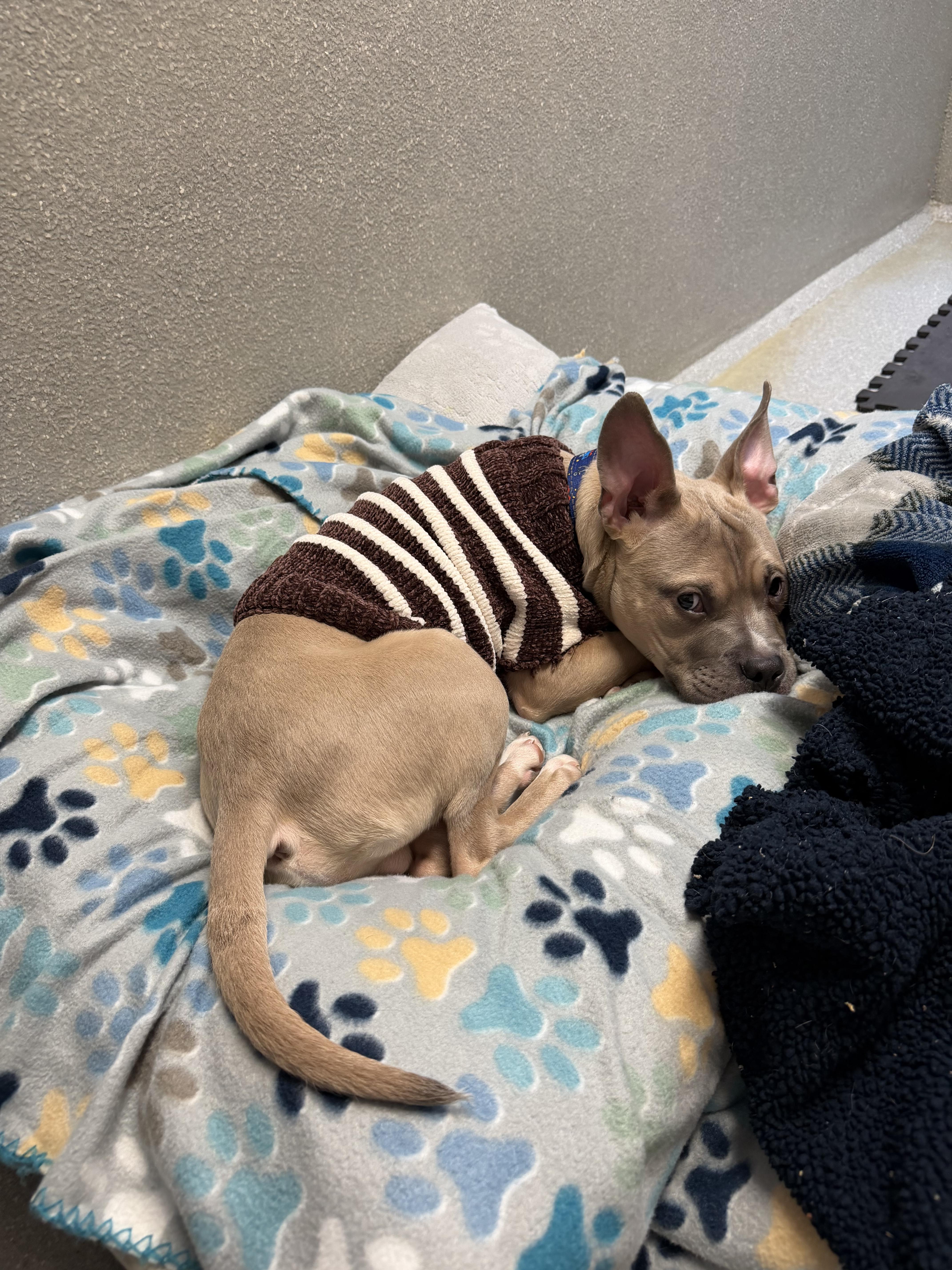 Enlarge Pittie Pablo , an adopted mixed breed in Cincinnati, OH image 2/6