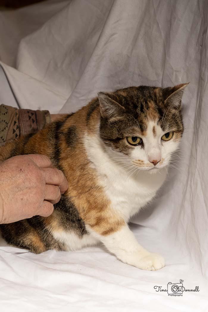 Beth, a ADOPTABLE Calico in Cardwell, MT image 1/2