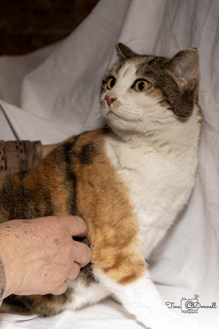 Beth, a ADOPTABLE Calico in Cardwell, MT image 2/2