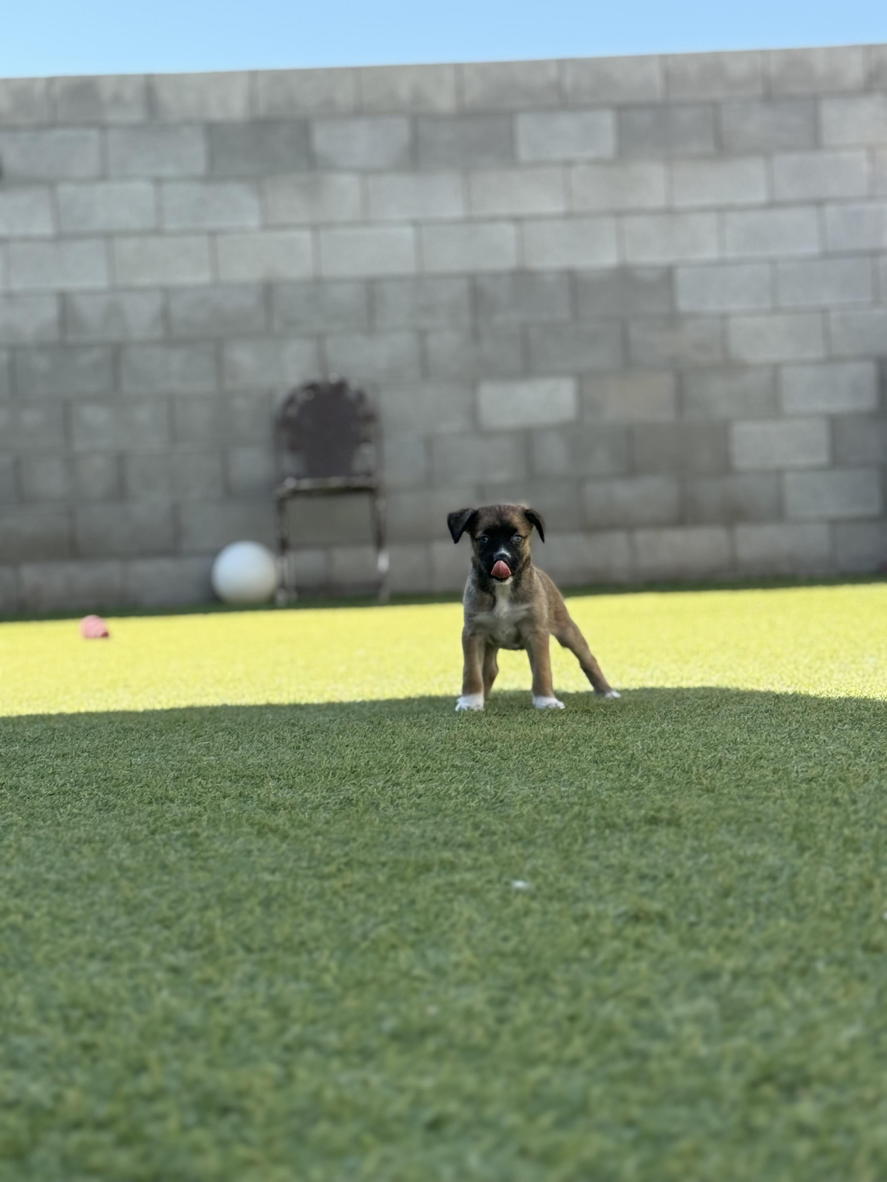 Tiffany, Adopted, Young Female Terrier & Australian Cattle Dog / Blue Heeler.
