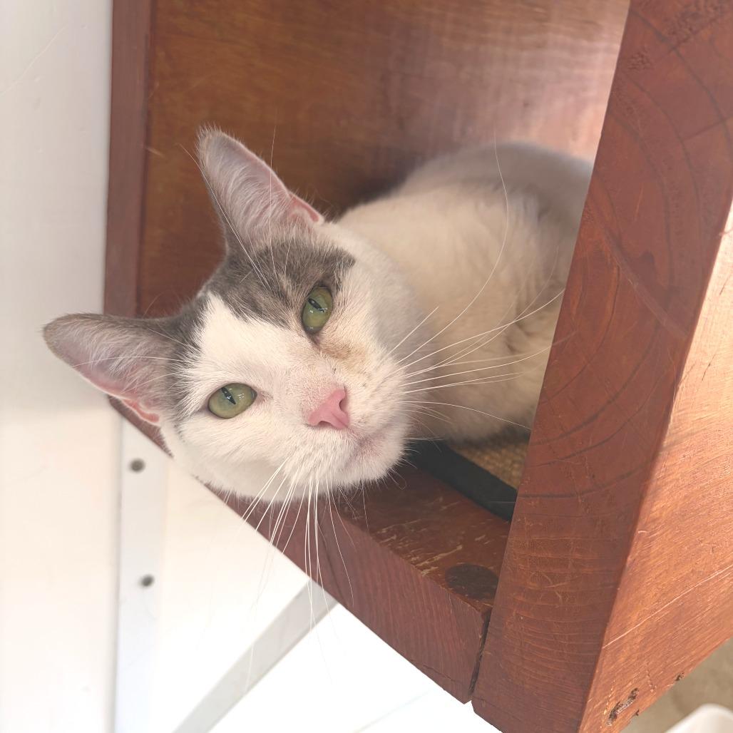 Enlarge Rain, a Adoptable Domestic Short Hair in Deerfield, IL image 1/3