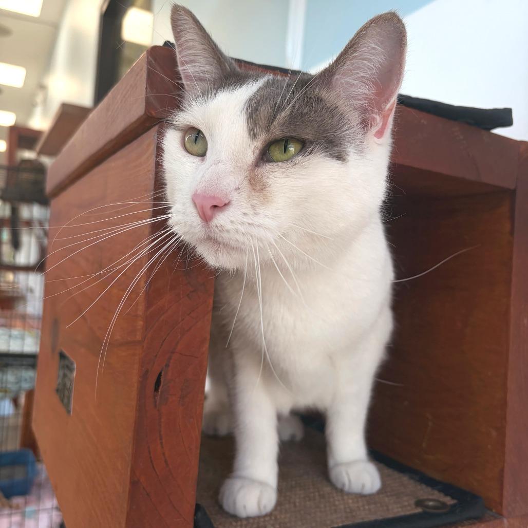 Enlarge Rain, a Adoptable Domestic Short Hair in Deerfield, IL image 2/3