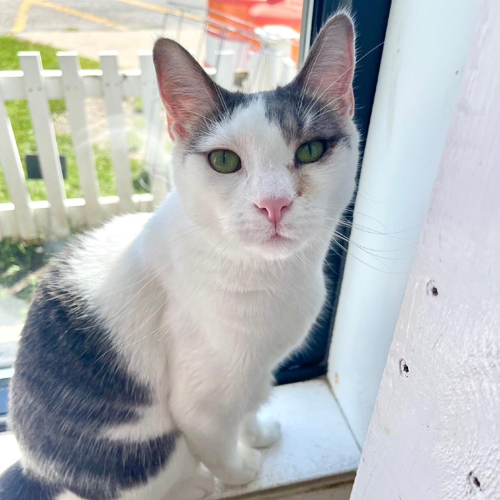 Enlarge Rain, a Adoptable Domestic Short Hair in Deerfield, IL image 3/3
