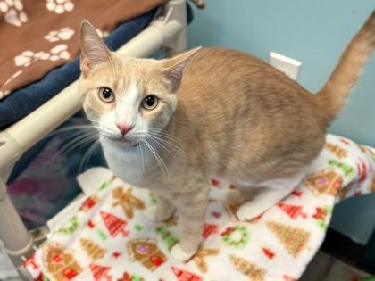 Woodle, Adoptable, Adult Male Domestic Short Hair & Domestic Short Hair.