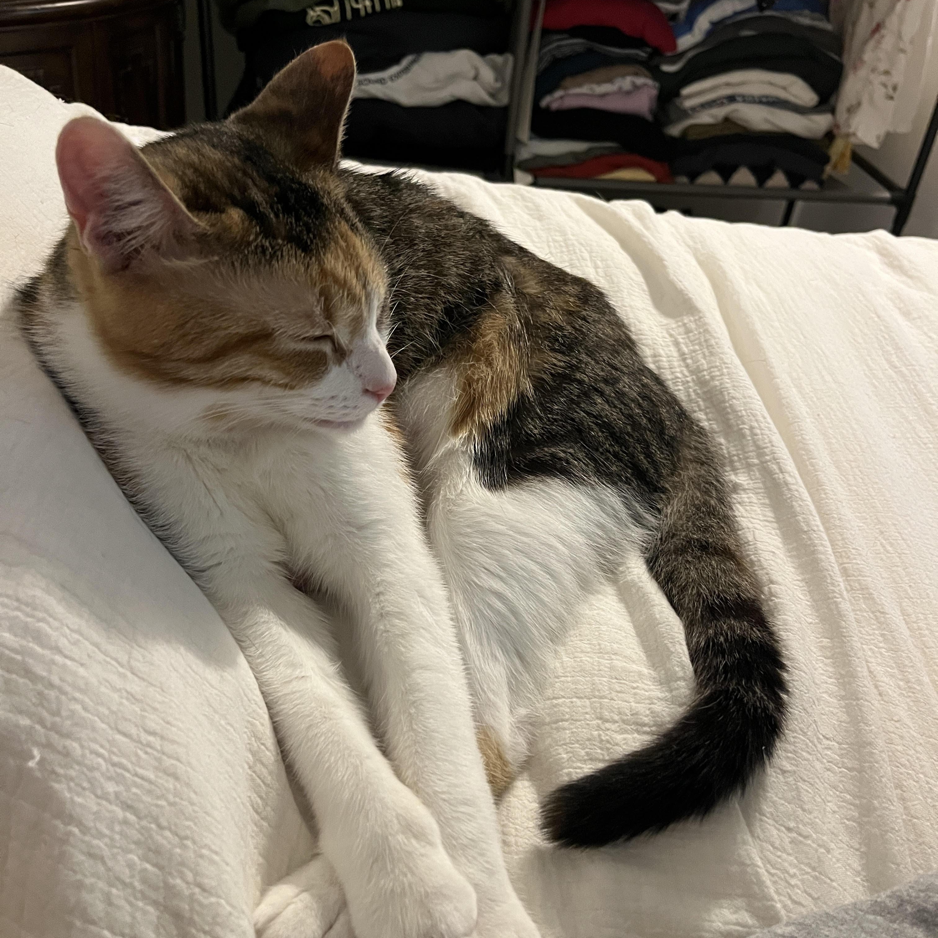 Enlarge Juniper & Fern, bonded pair, a Adoptable mixed breed in Chicago, IL image 1/3