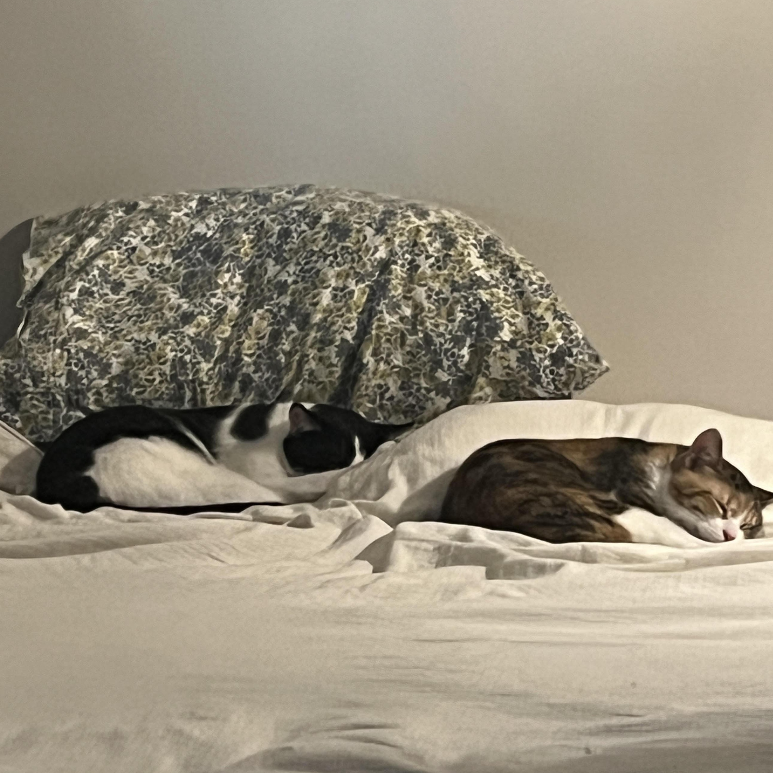 Enlarge Juniper & Fern, bonded pair, a Adoptable mixed breed in Chicago, IL image 2/3