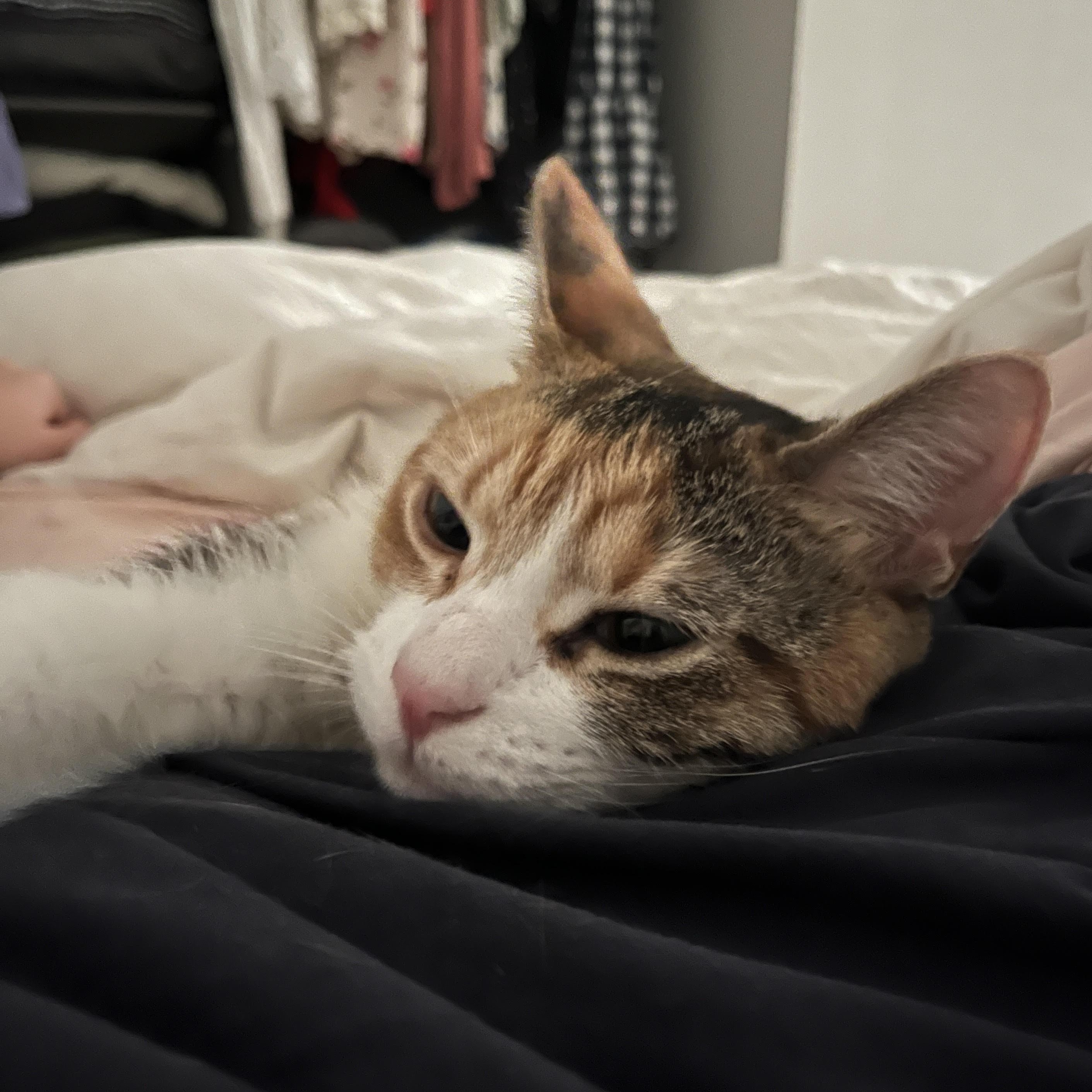 Enlarge Juniper & Fern, bonded pair, a Adoptable mixed breed in Chicago, IL image 3/3