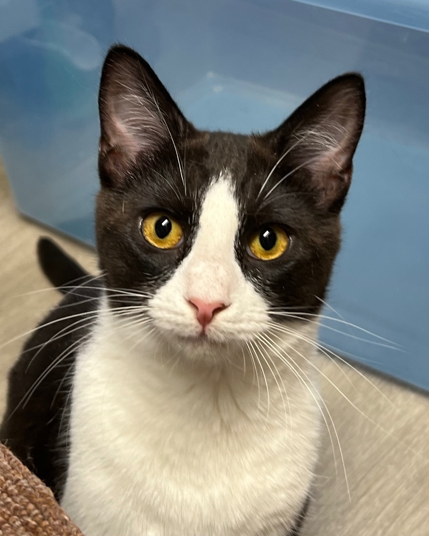Kevin Linguine, a Adoptable Domestic Short Hair in Knoxville, GA image 1/2