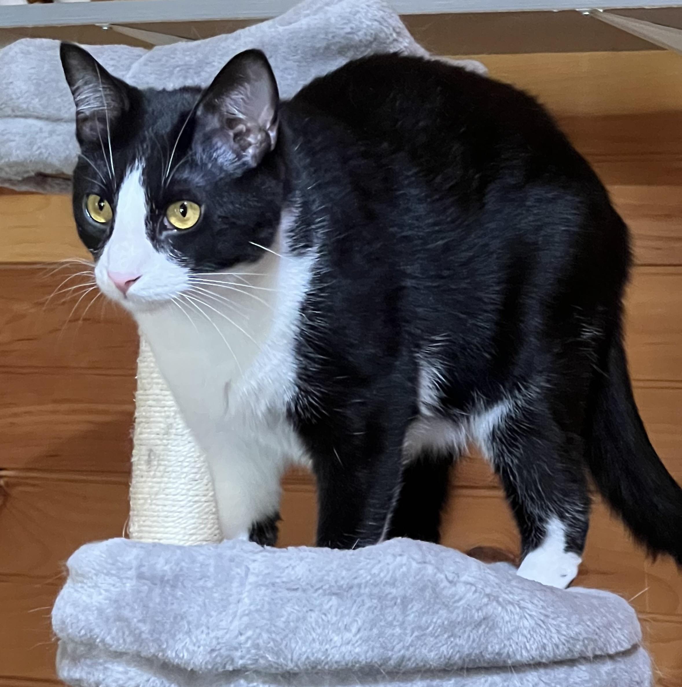 Kevin Linguine, a Adoptable Domestic Short Hair in Knoxville, GA image 2/2