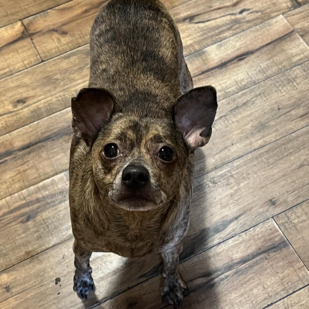 Enlarge Taz, a Adoptable Chihuahua in Fond Du Lac, WI image 2/4