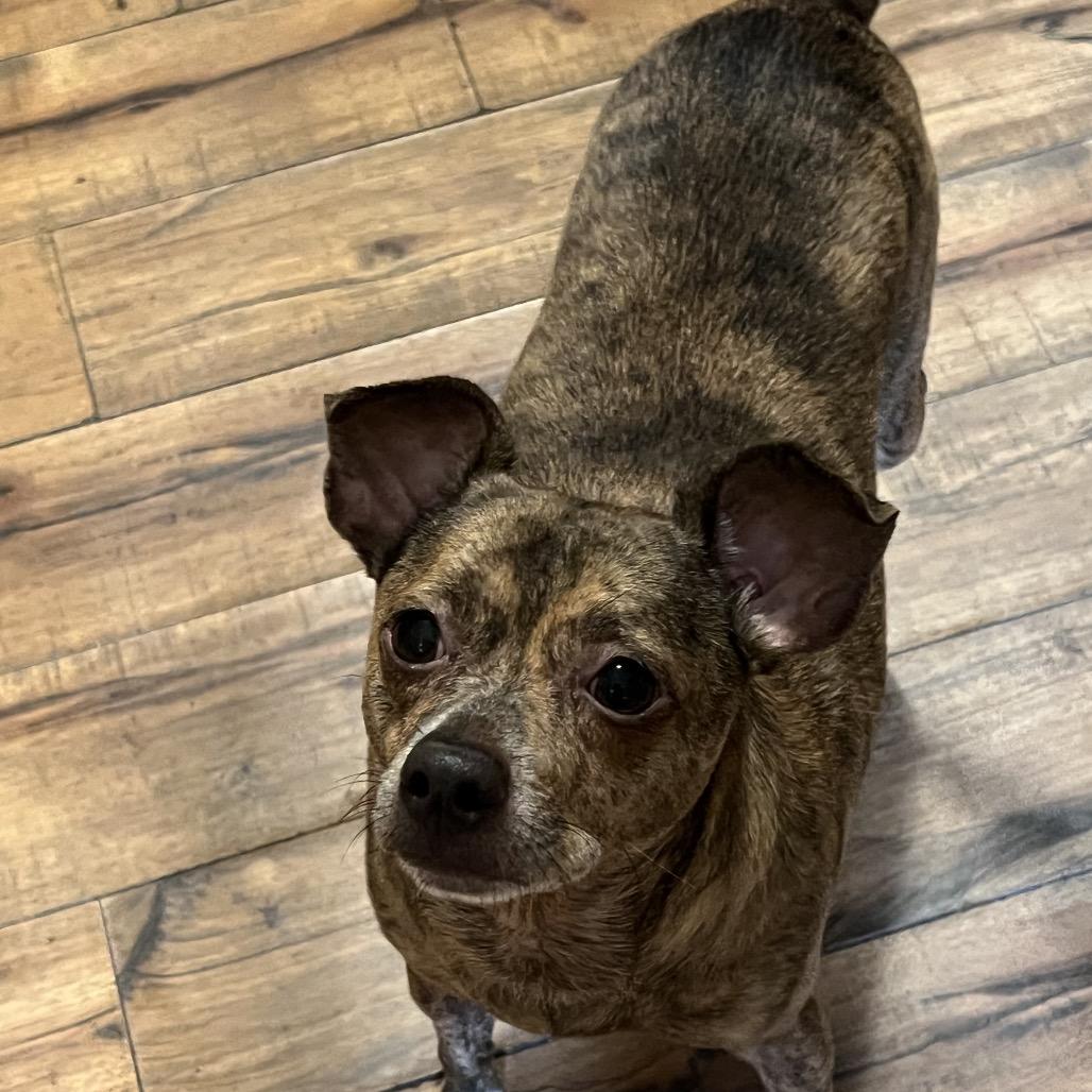 Enlarge Taz, a Adoptable Chihuahua in Fond Du Lac, WI image 3/4