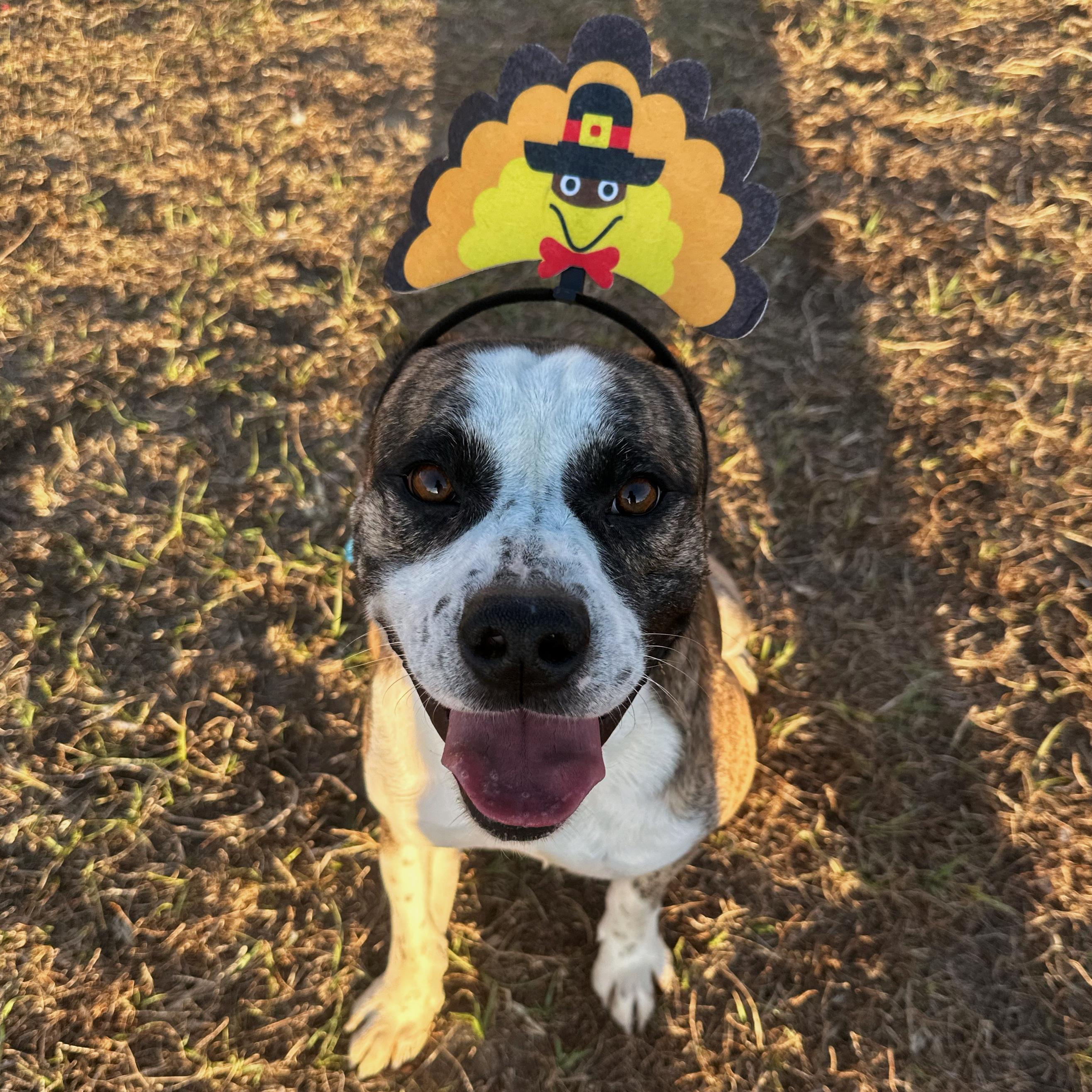 Eagle, a Adoptable mixed breed in Valdosta, GA image 1/3