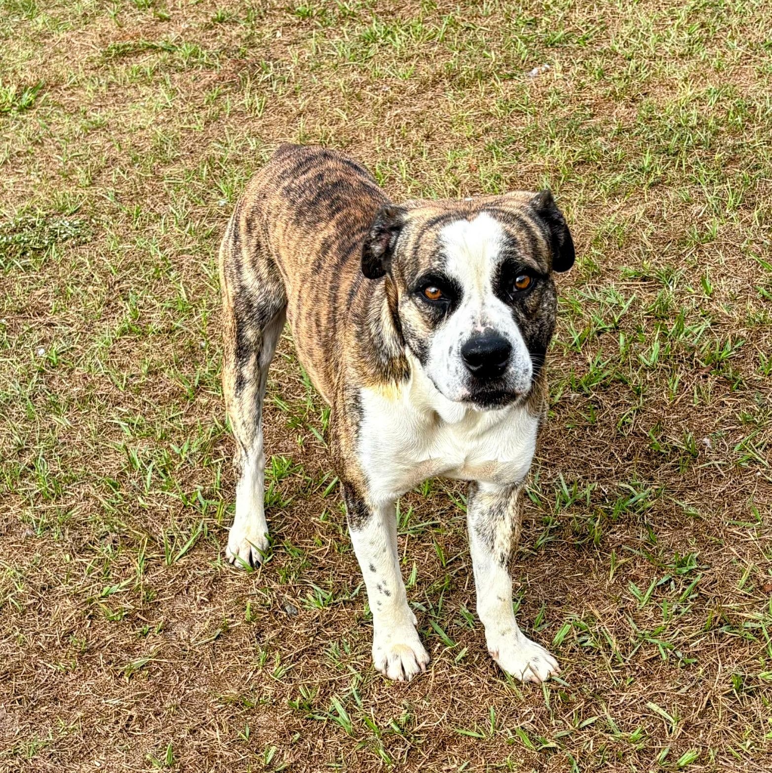 Eagle, a Adoptable mixed breed in Valdosta, GA image 3/3