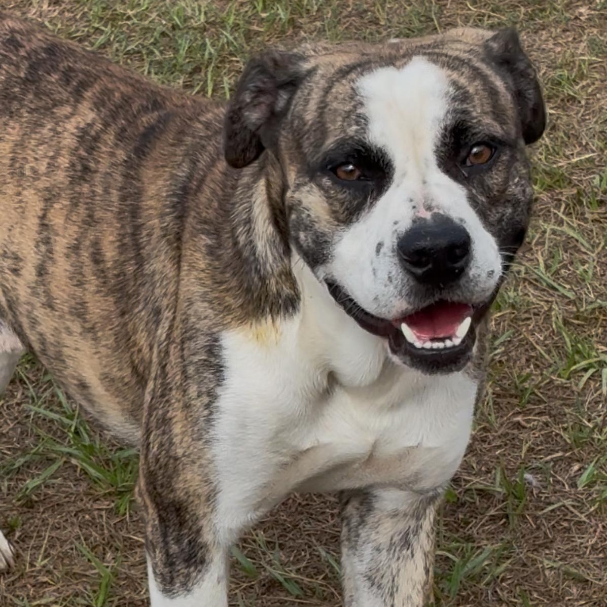 Eagle, a Adoptable mixed breed in Valdosta, GA image 2/3