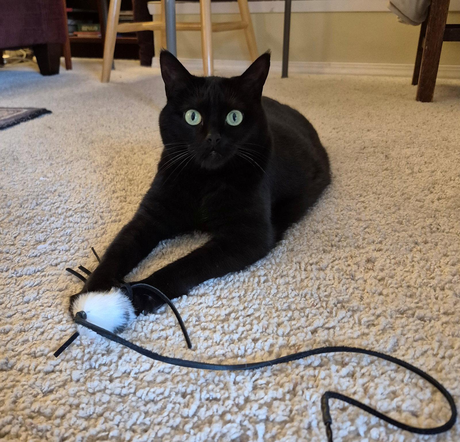 STELLA #2035 - Offered by Owner - Young adult, Adoptable, Adult Female Domestic Short Hair.
