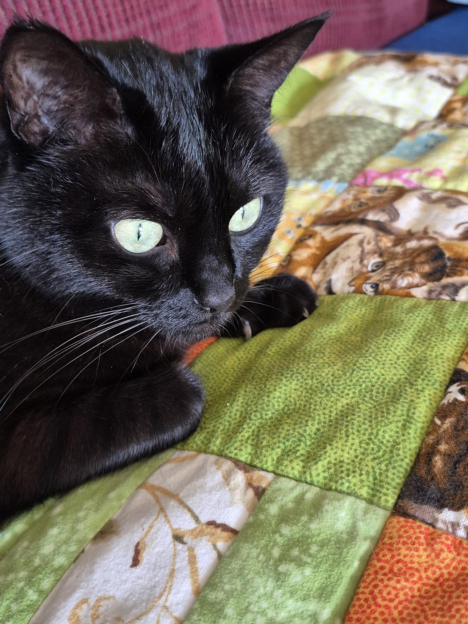 Enlarge STELLA #2035 - Offered by Owner - Young adult, a Adoptable Domestic Short Hair in Hillsboro, OR image 2/3