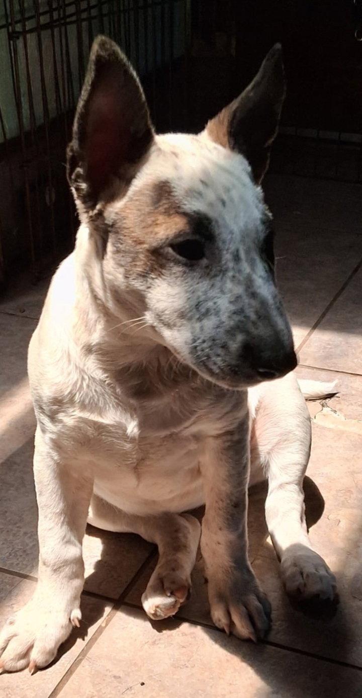 Piper ( dob 2/24/2026), a Adopted mixed breed in Mentone, CA image 1/2