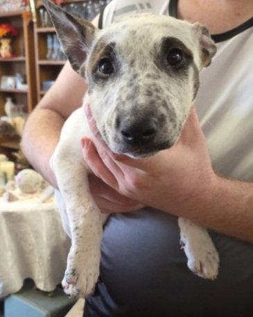 Piper ( dob 2/24/2026), a Adopted mixed breed in Mentone, CA image 2/2