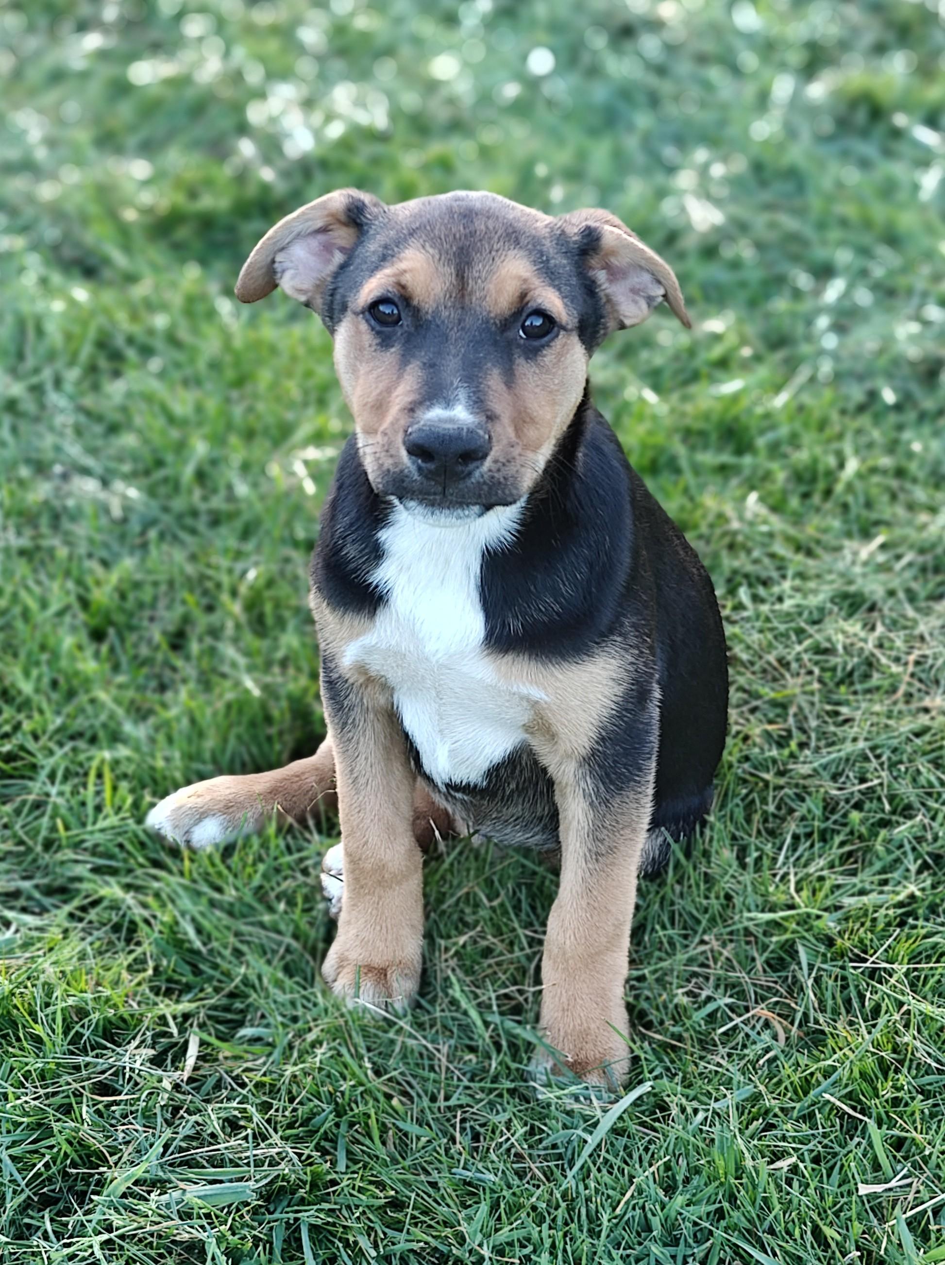 Enlarge Lily, a ADOPTABLE mixed breed in Bellingham, WA image 1/5
