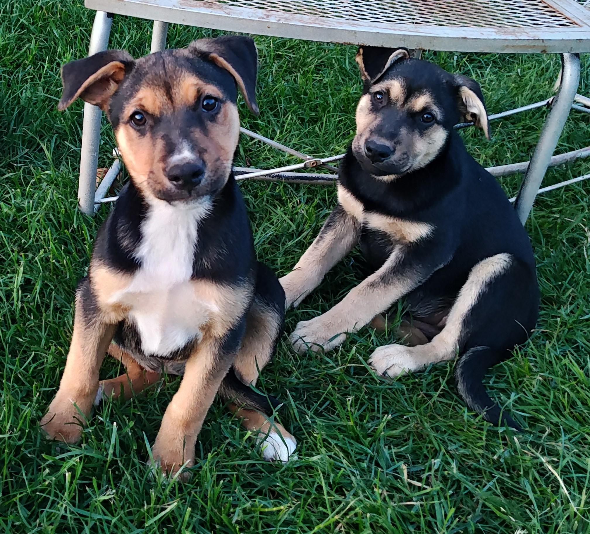 Enlarge Lily, a ADOPTABLE mixed breed in Bellingham, WA image 2/5