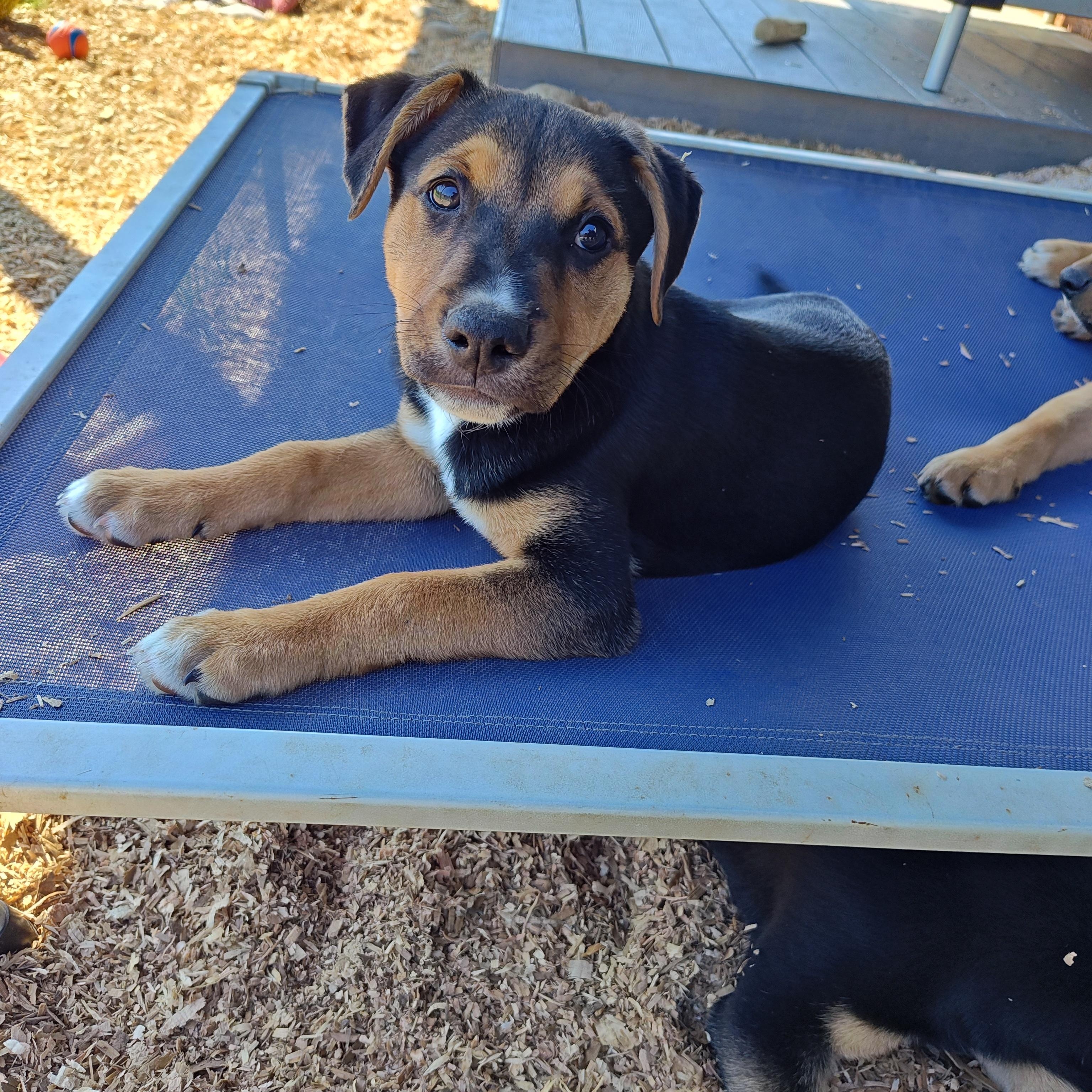 Enlarge Lily, a ADOPTABLE mixed breed in Bellingham, WA image 3/5