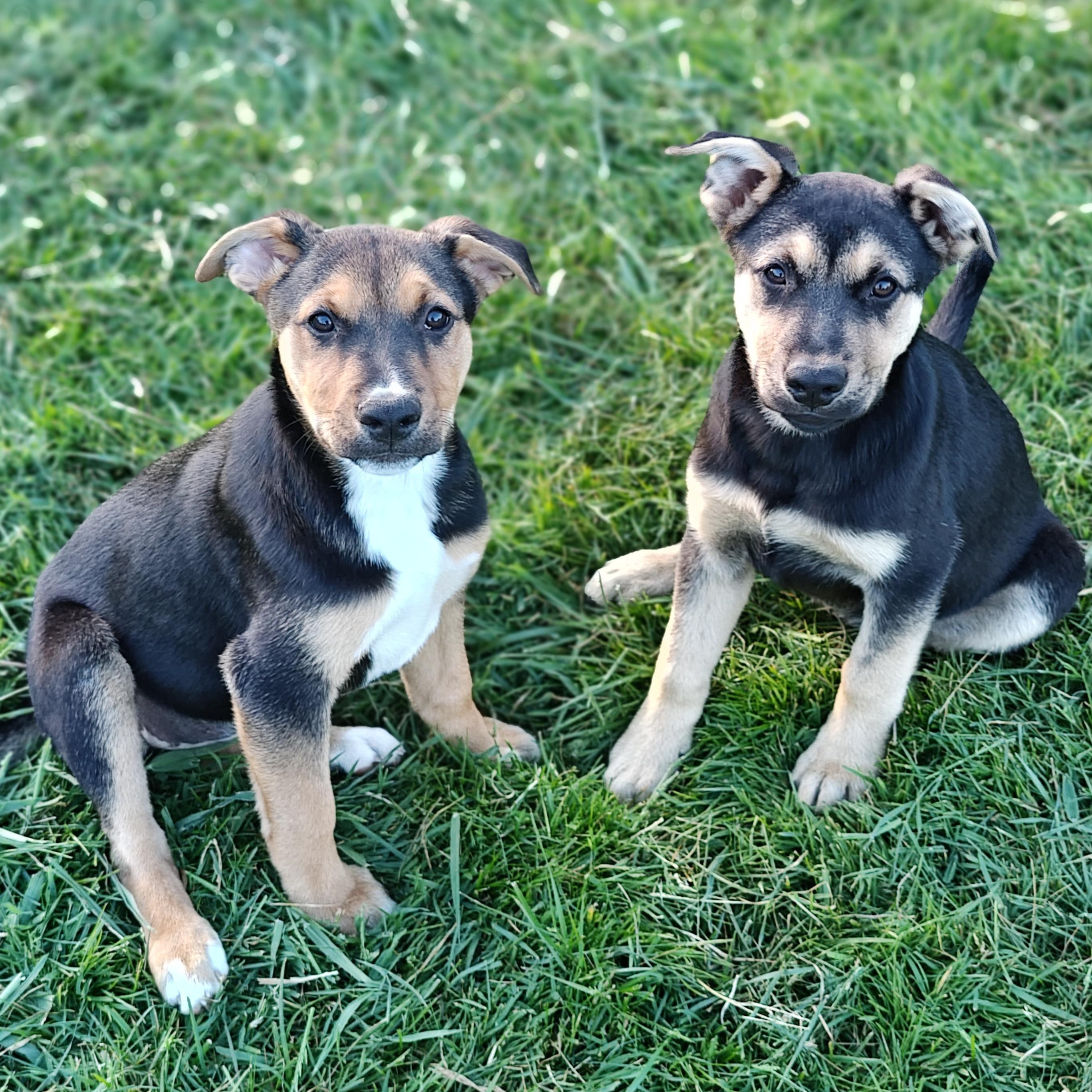 Enlarge Lily, a ADOPTABLE mixed breed in Bellingham, WA image 5/5