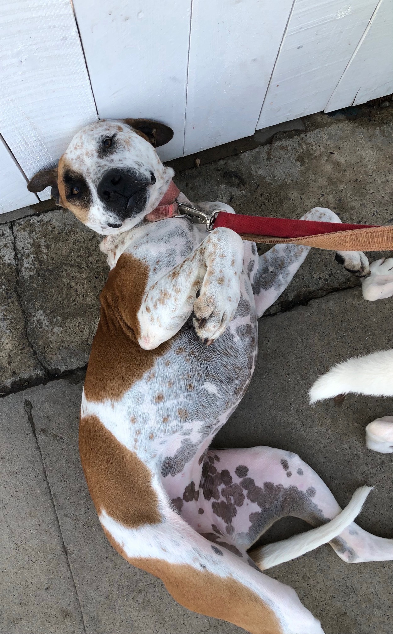 Lady, a Adoptable mixed breed in Newport Beach, CA image 2/6