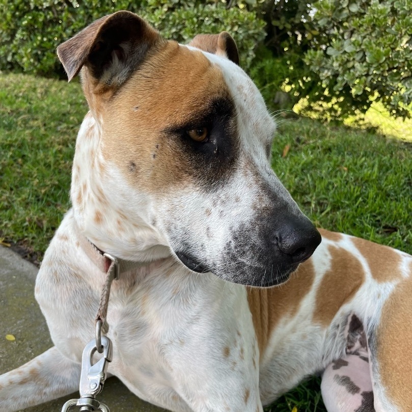 Lady, a Adoptable mixed breed in Newport Beach, CA image 3/6