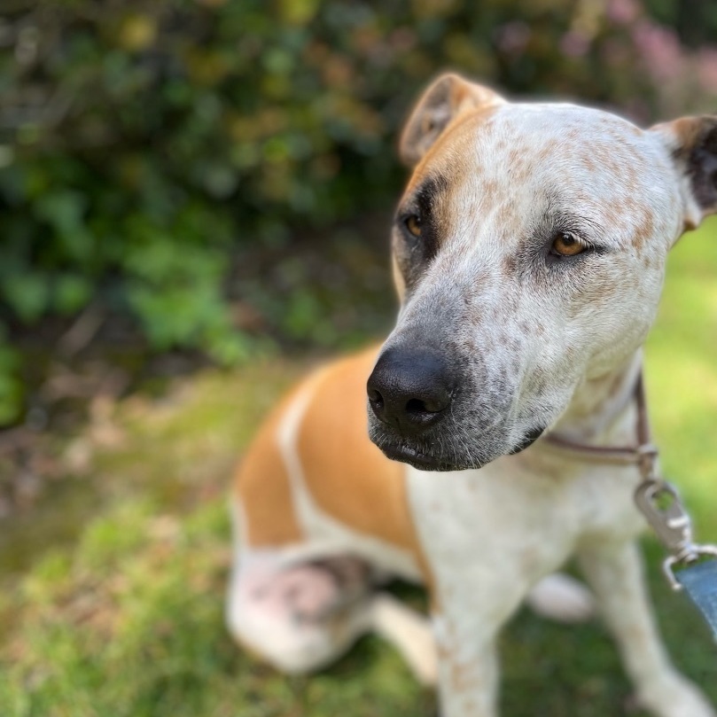 Lady, a Adoptable mixed breed in Newport Beach, CA image 1/6