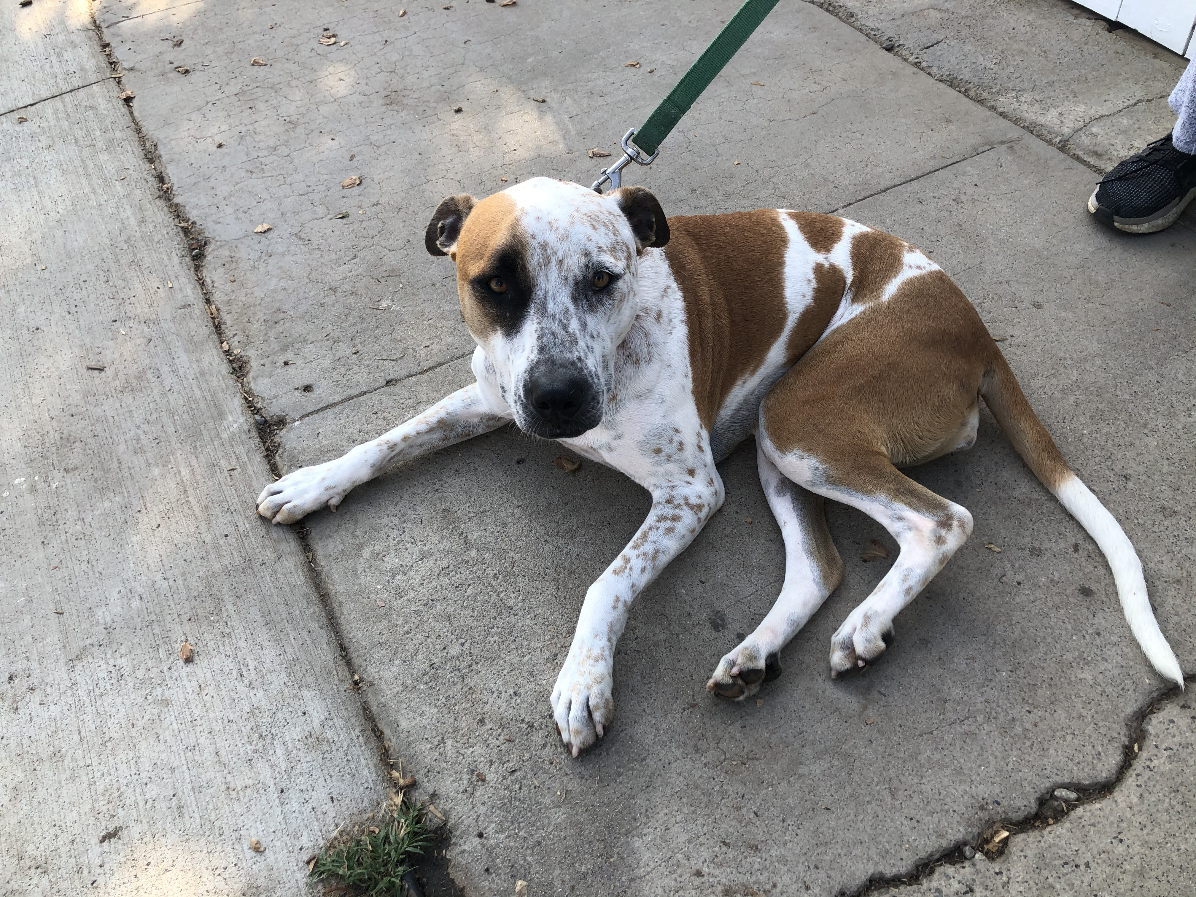 Lady, a Adoptable mixed breed in Newport Beach, CA image 4/6
