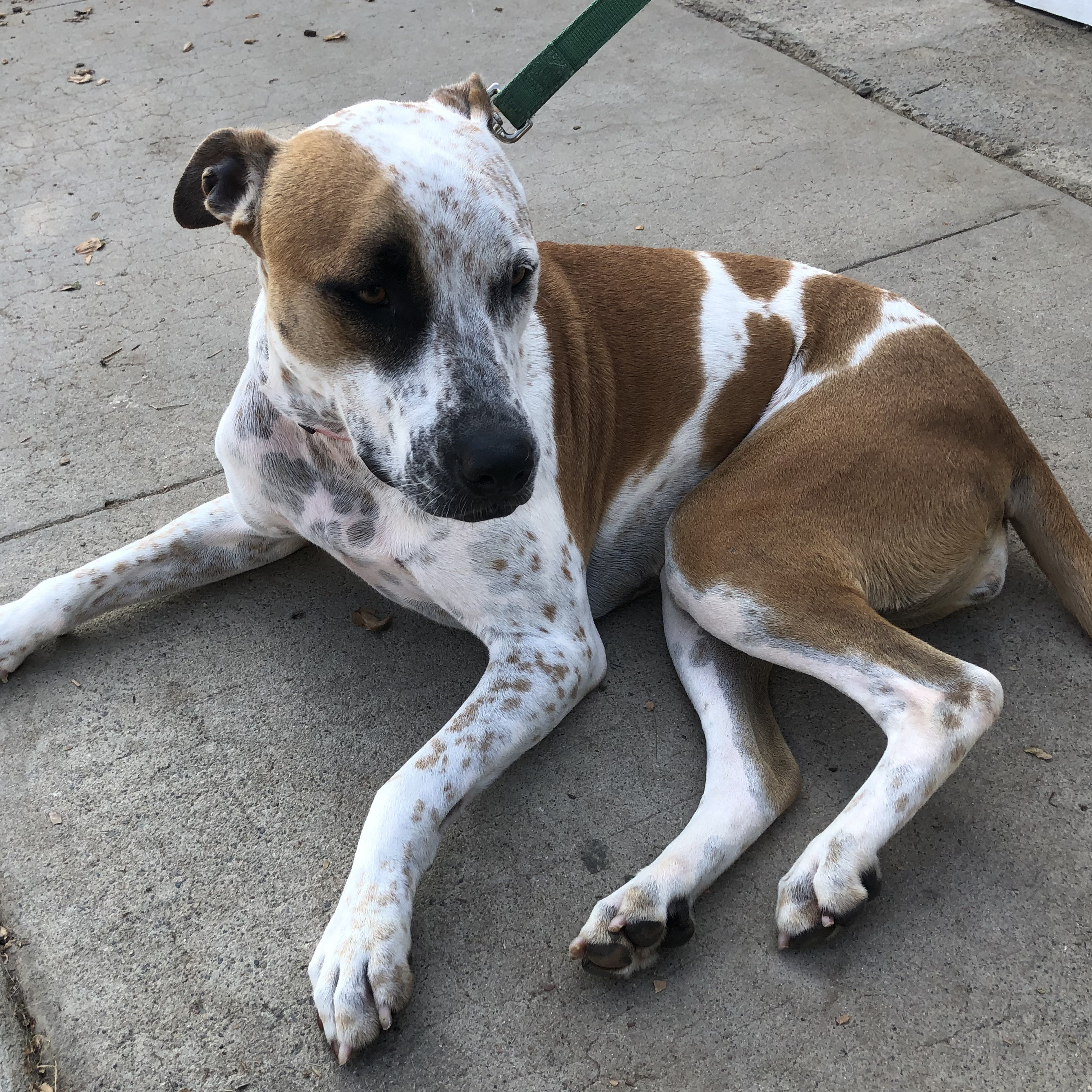 Lady, a Adoptable mixed breed in Newport Beach, CA image 5/6