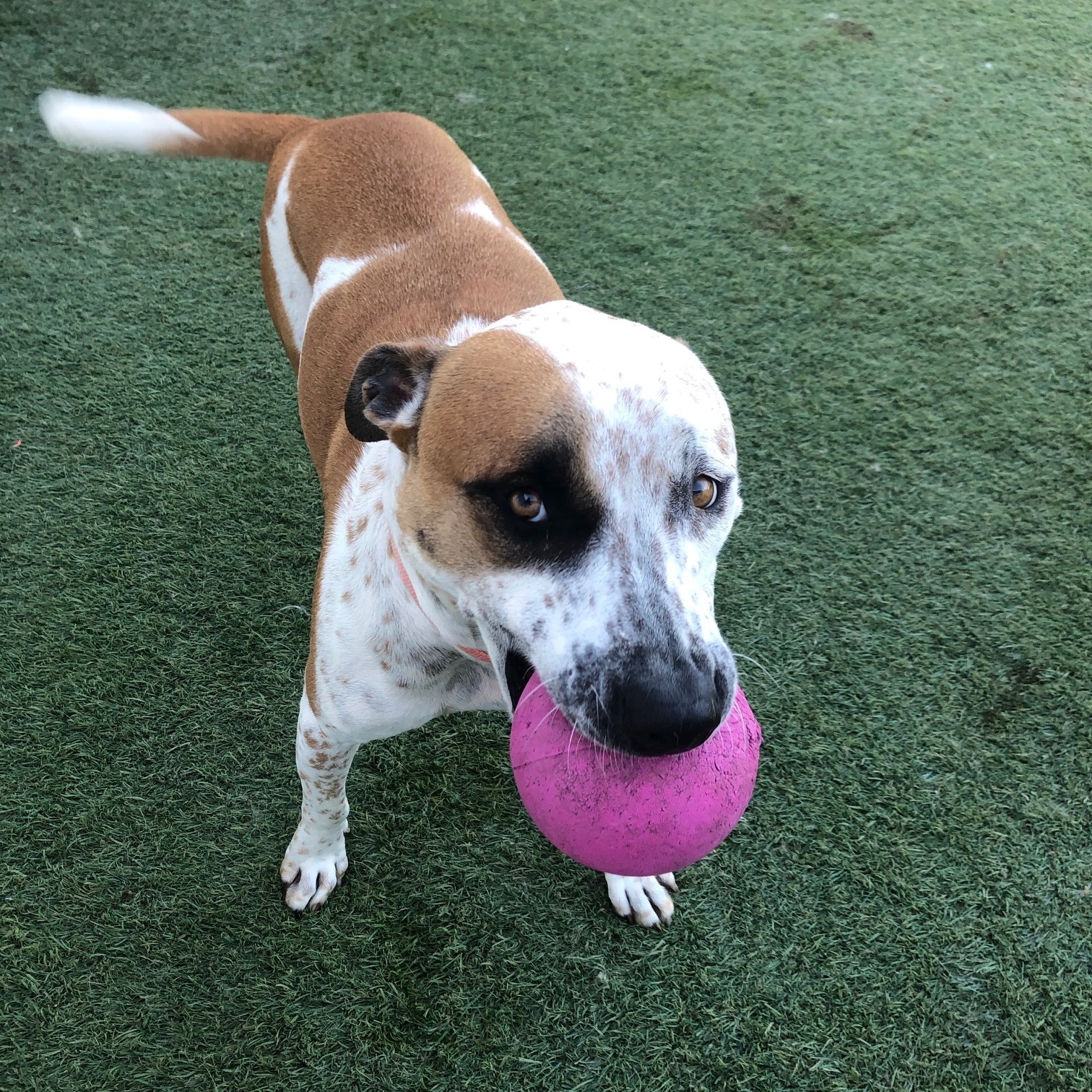 Enlarge Lady, a Adoptable mixed breed in Newport Beach, CA image 6/6
