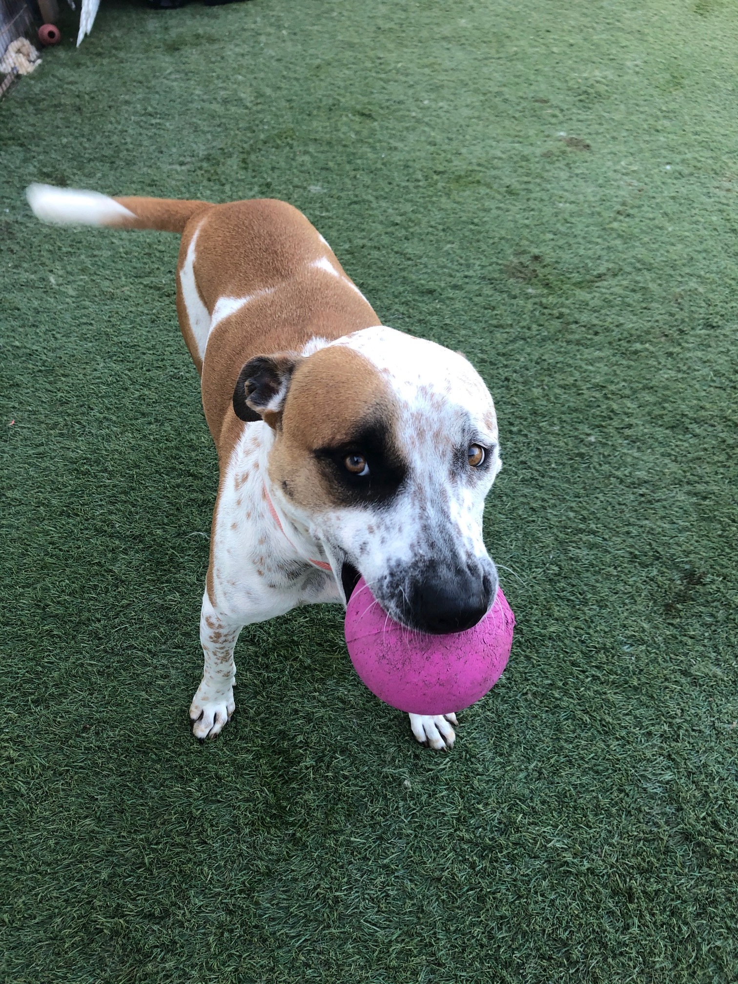 Lady, a Adoptable mixed breed in Newport Beach, CA image 6/6