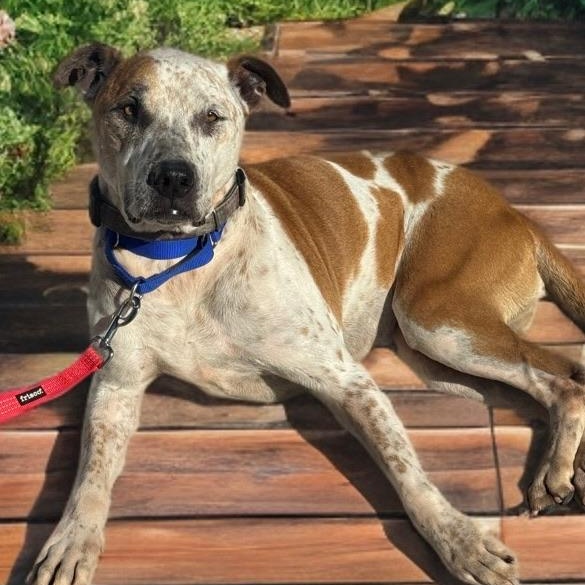 Enlarge Lady, a Adoptable mixed breed in Newport Beach, CA image 1/6