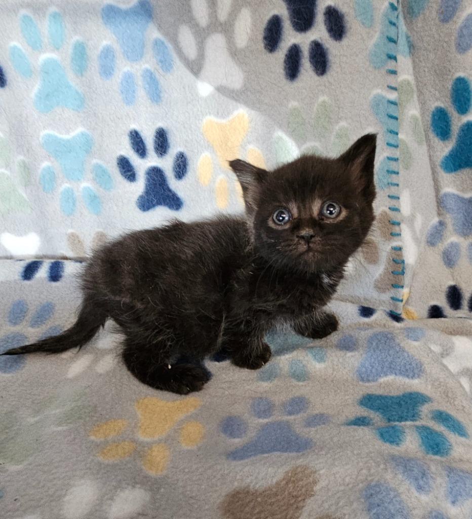 Enlarge Winifred, a Adoptable mixed breed in Wabash, IN image 1/1