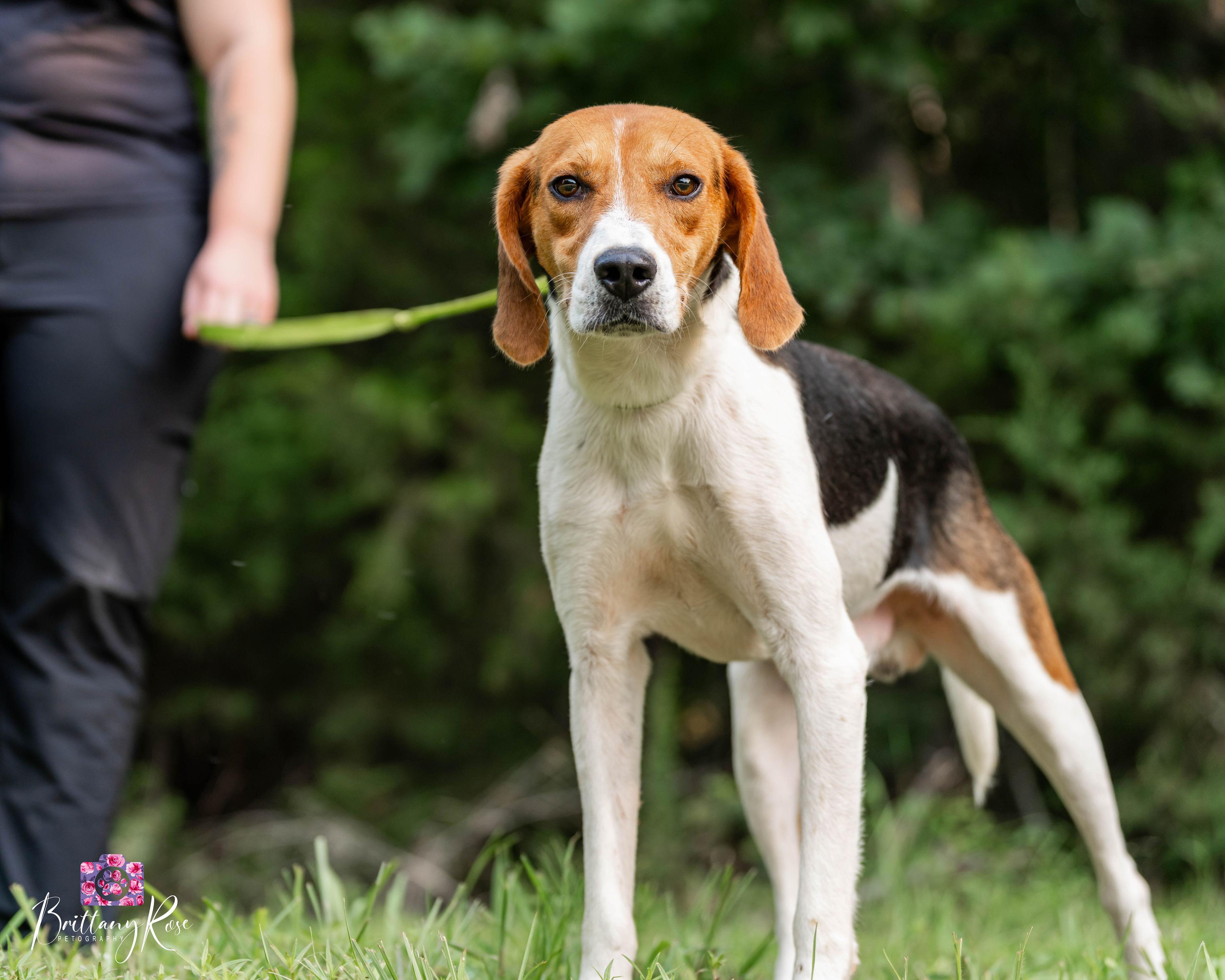 Cash, a ADOPTABLE Coonhound in Powhatan, VA image 2/3